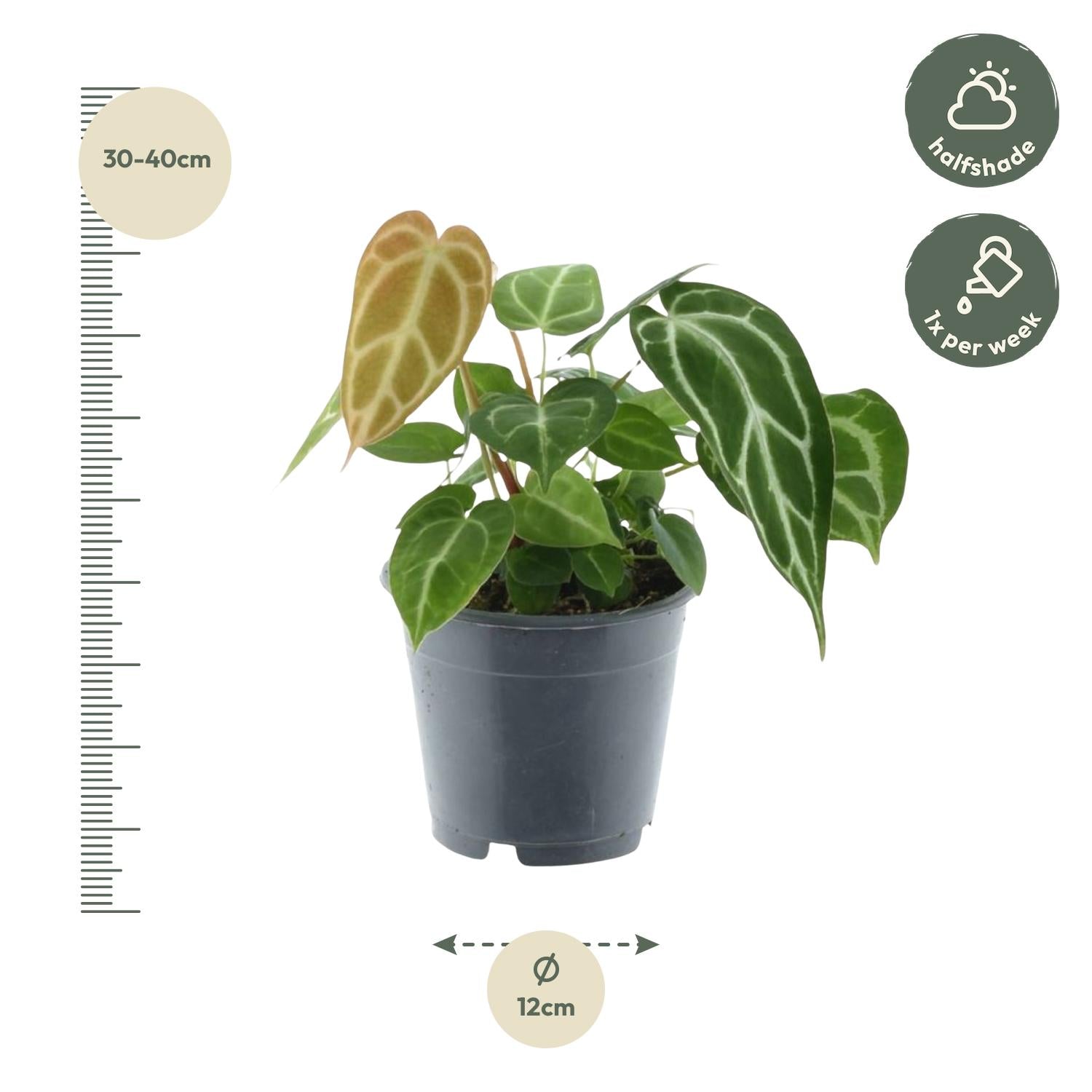 Anthurium Crystallinum – Die edle Juwelen-Anthu-Rie mit Samtblättern 💎🌿 - ES+