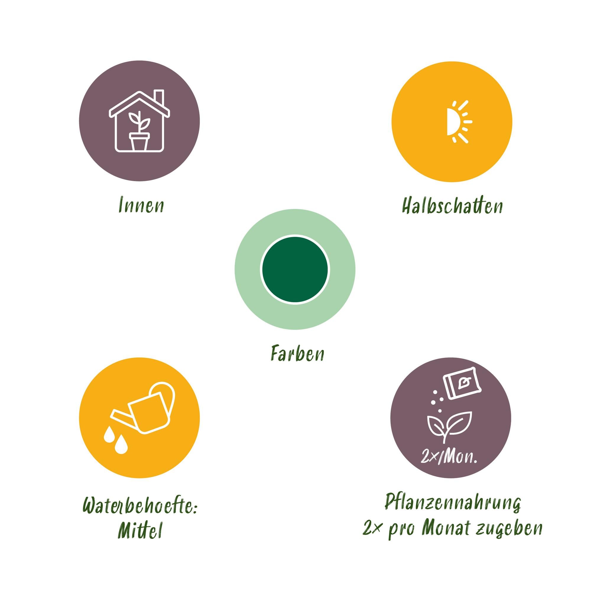 Musa acuminata 'Dwarf Cavendisch' – Ihre pflegeleichte Bananenpflanze 🍌💚 - ES+