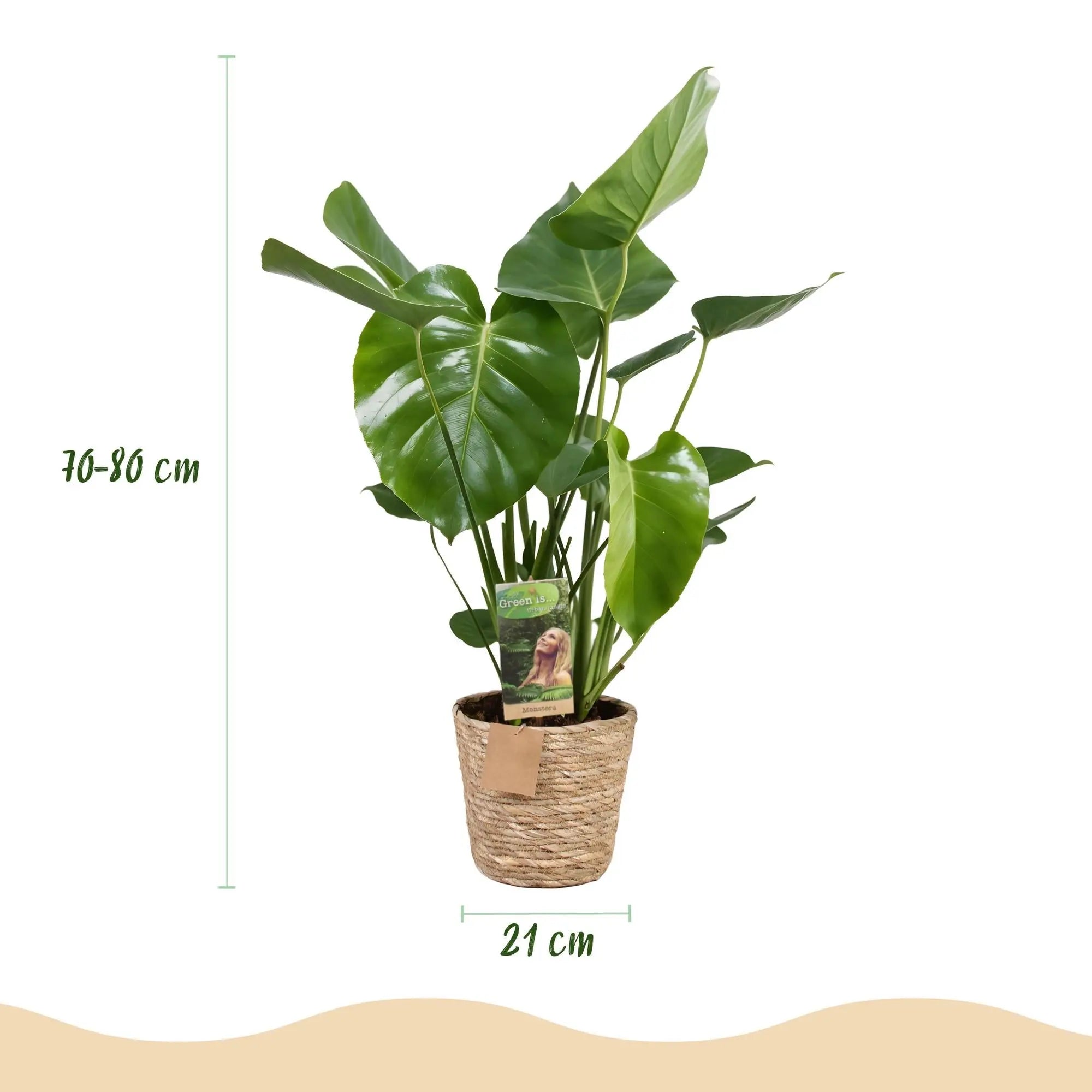 Monstera Deliciosa (Fensterblatt) im stylischen Korb – 70-80cm Höhe 🌿 - ES+ Everspring