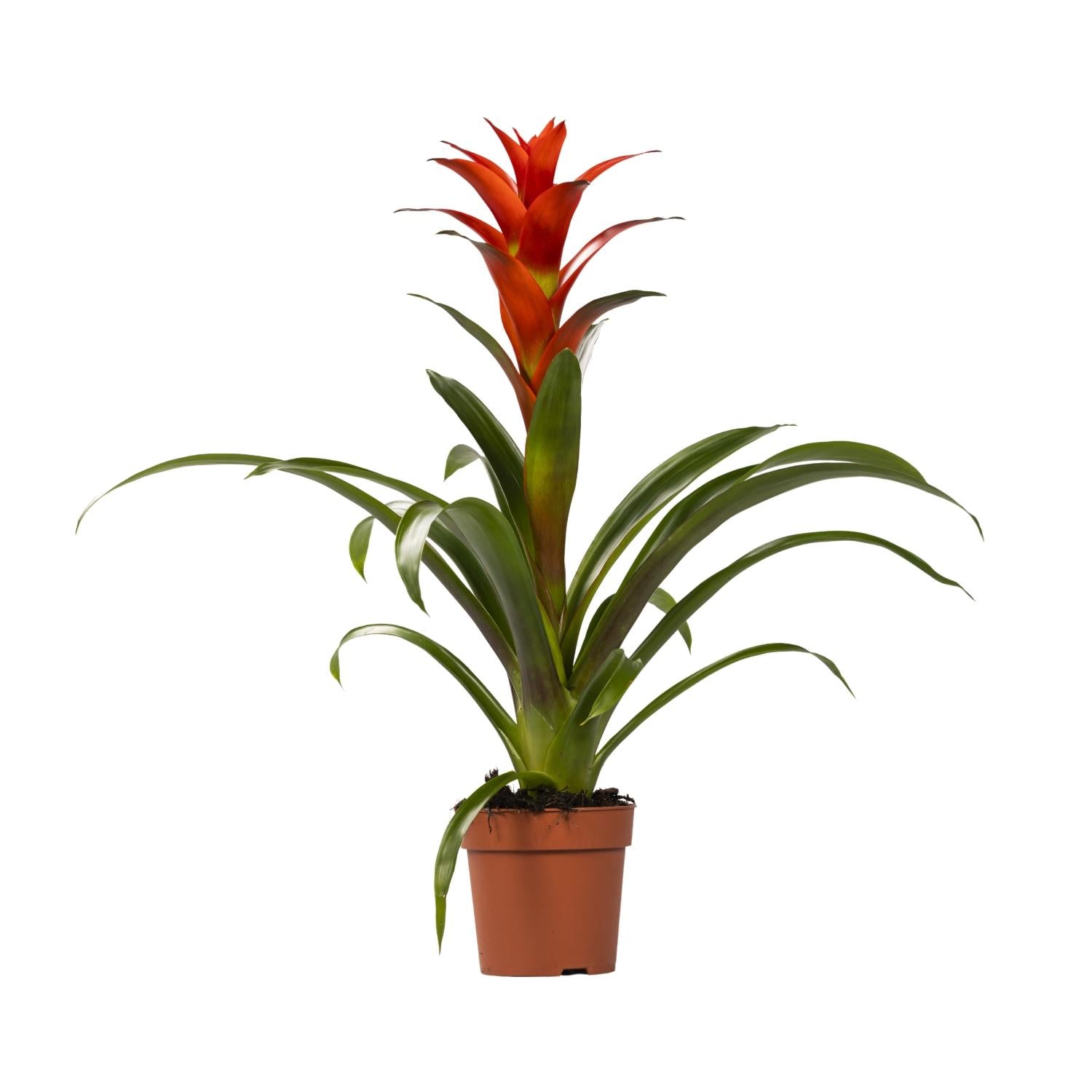 Guzmania 'Ostara' – Die farbenfrohe und pflegeleichte Bromelie 🔥🍍 - ES+