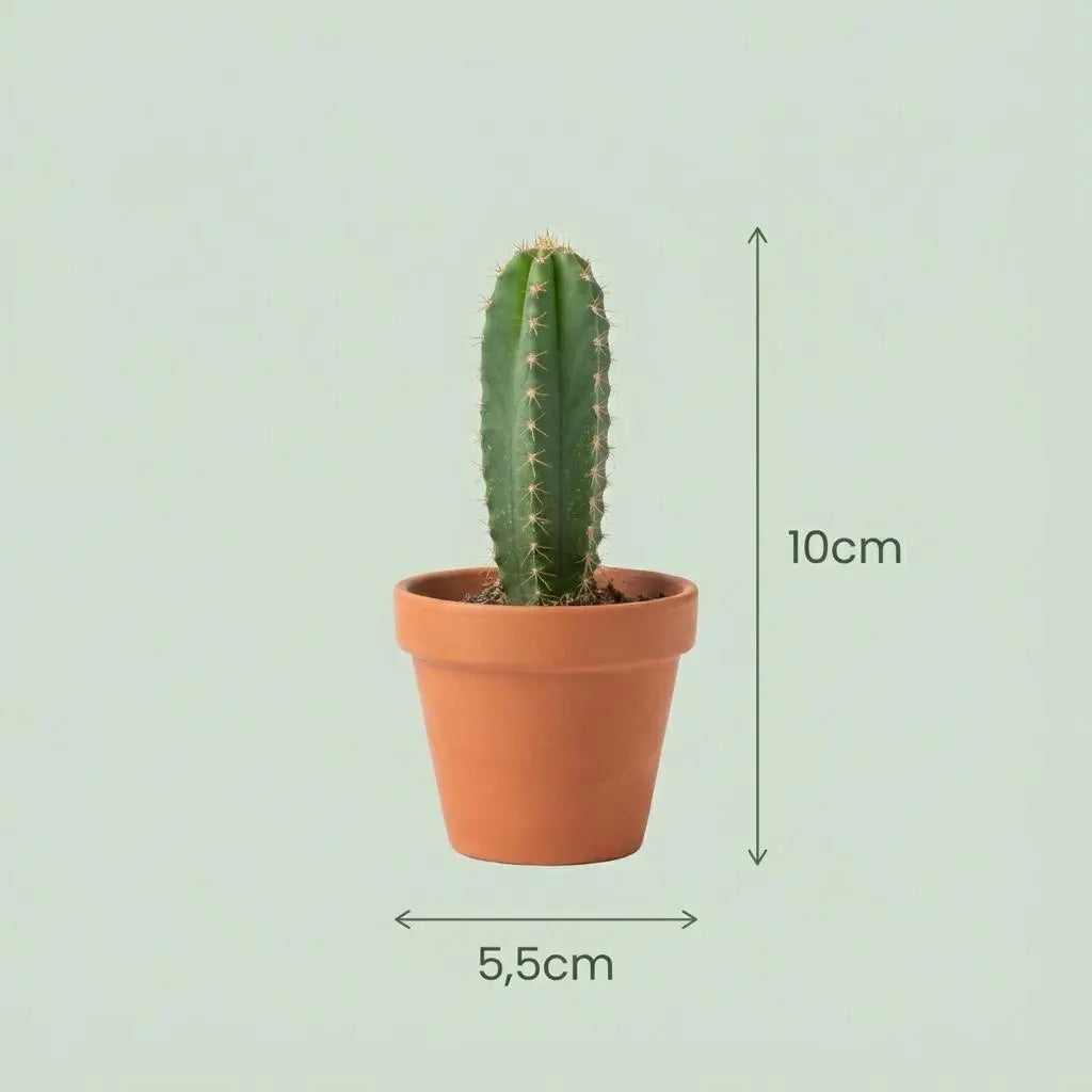 Premium Mini-Kakteen & Sukkulenten Mix (6er Set) – Dein pflegeleichter Deko-Traum 🌵💚 - ES+ Everspring