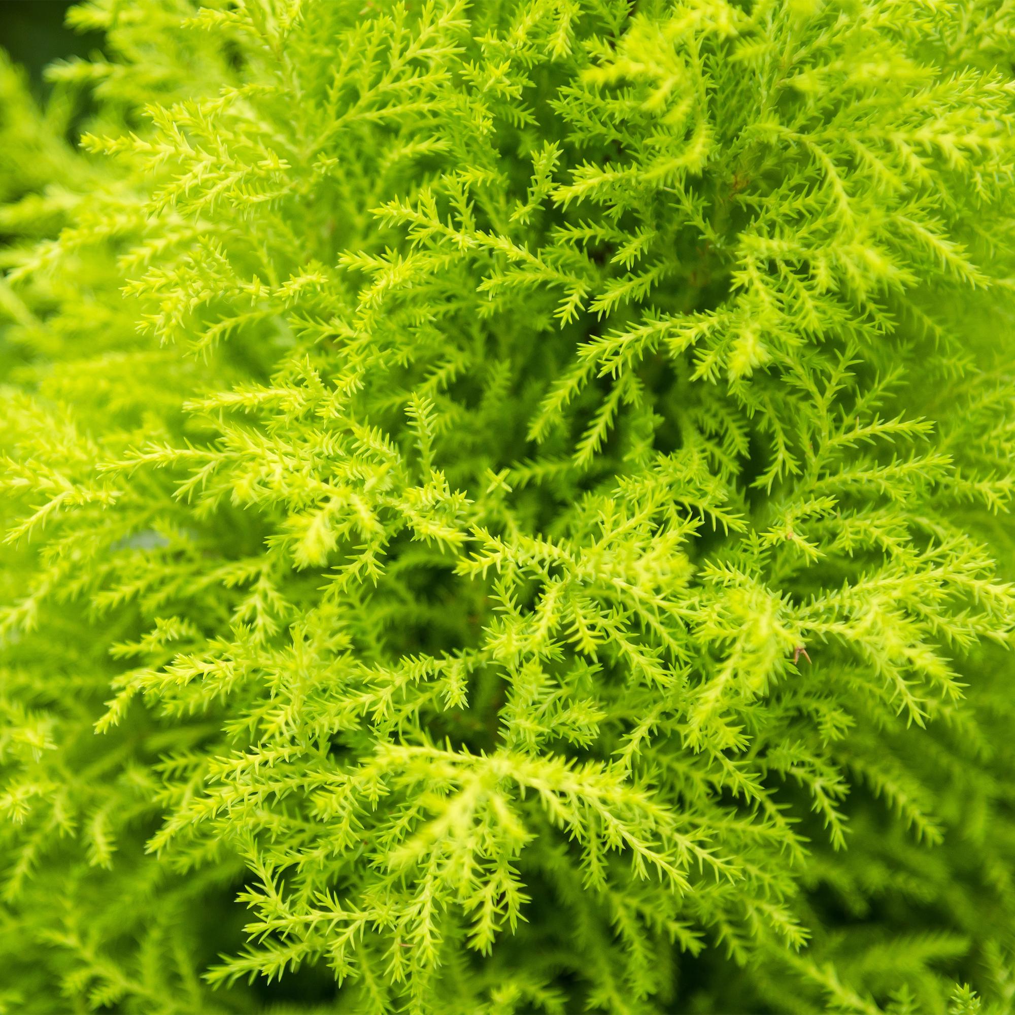 Green boutiQ | Zimmerkonifere Cupressus Gold Crest Wilma im Weißen Topf – Eleganz & Wenig Pflege 🌲 - ES+