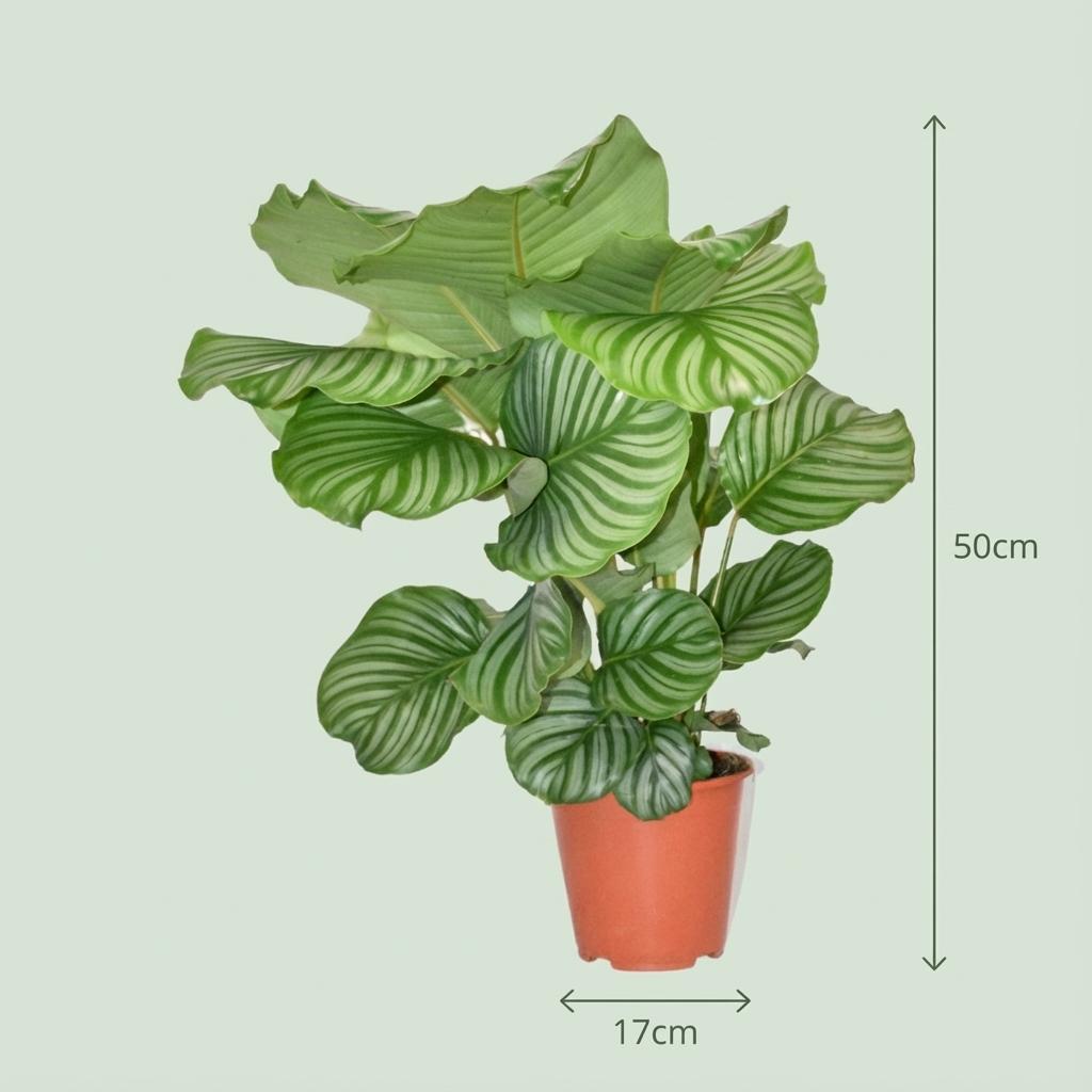 Calathea Orbifolia – Die Elegante Blattschmuckpflanze (Ø 19 cm | ↕ 60cm) 🌿✨ - ES+