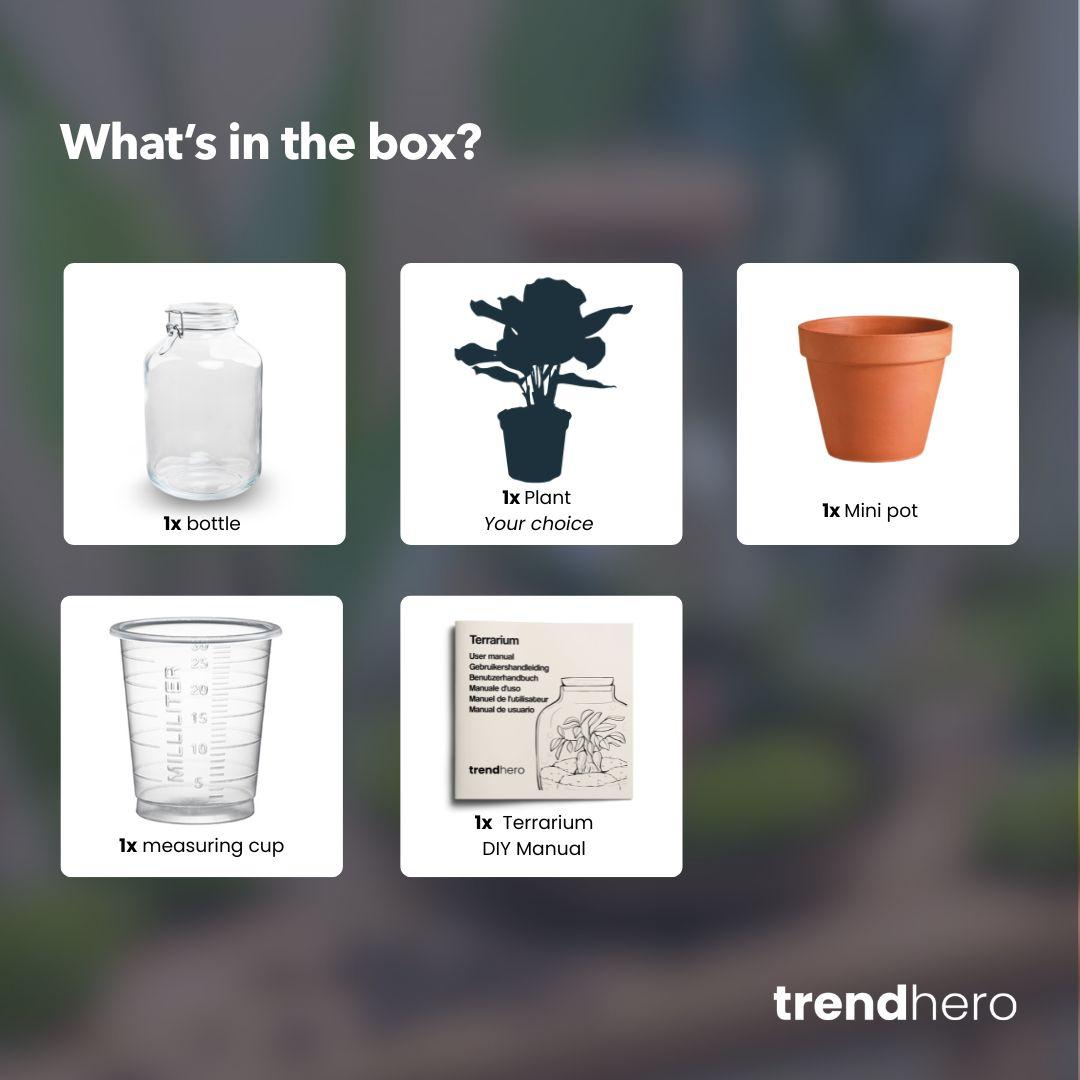 Easyplant Jar mit Calathea makoyana – Einmal gießen, ewig freuen! 💧🌿 - ES+