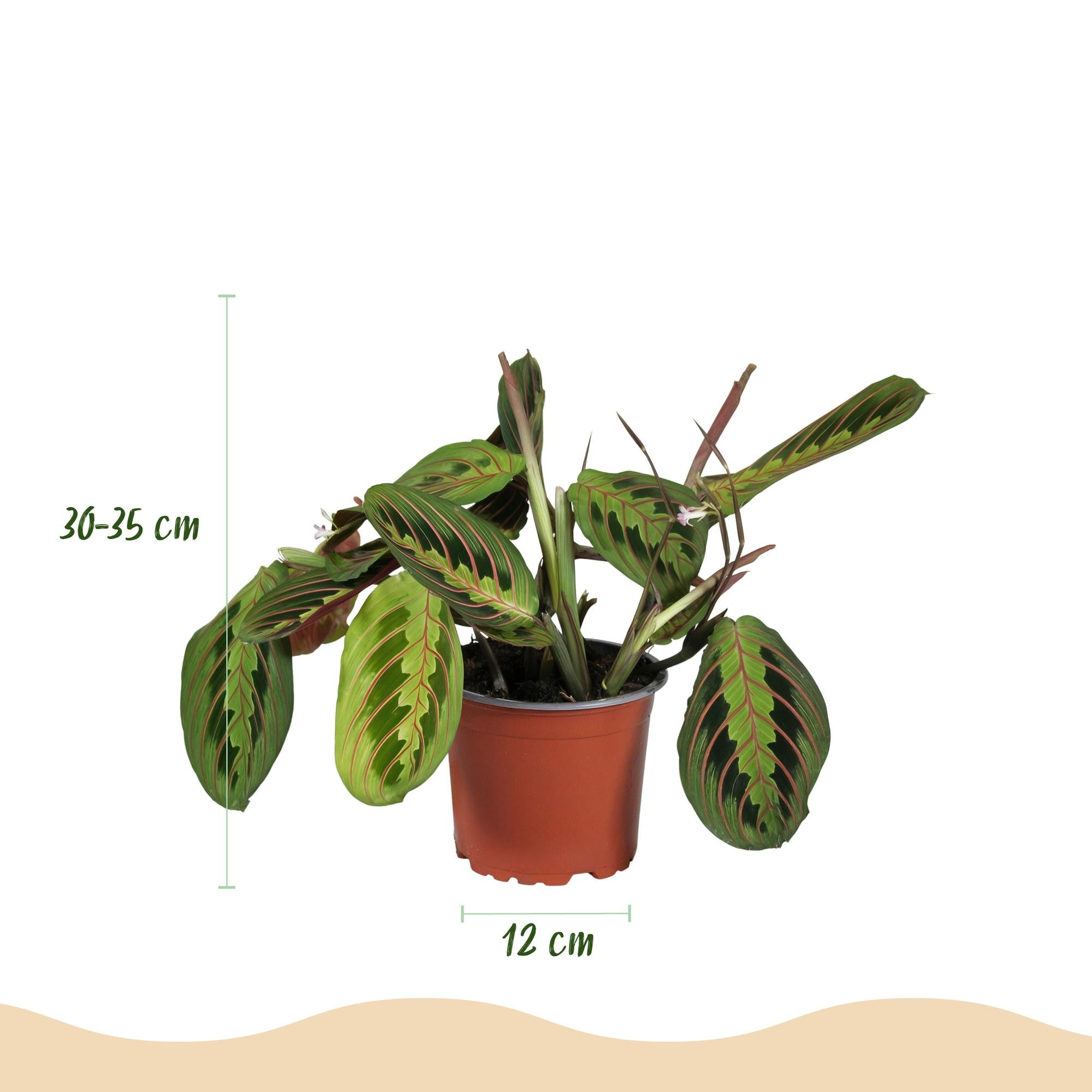 Green boutiQ | Maranta Fascinator Tricolour (Gebetsblatt) – Haustierfreundliches Farbenspiel 🌿 - ES+