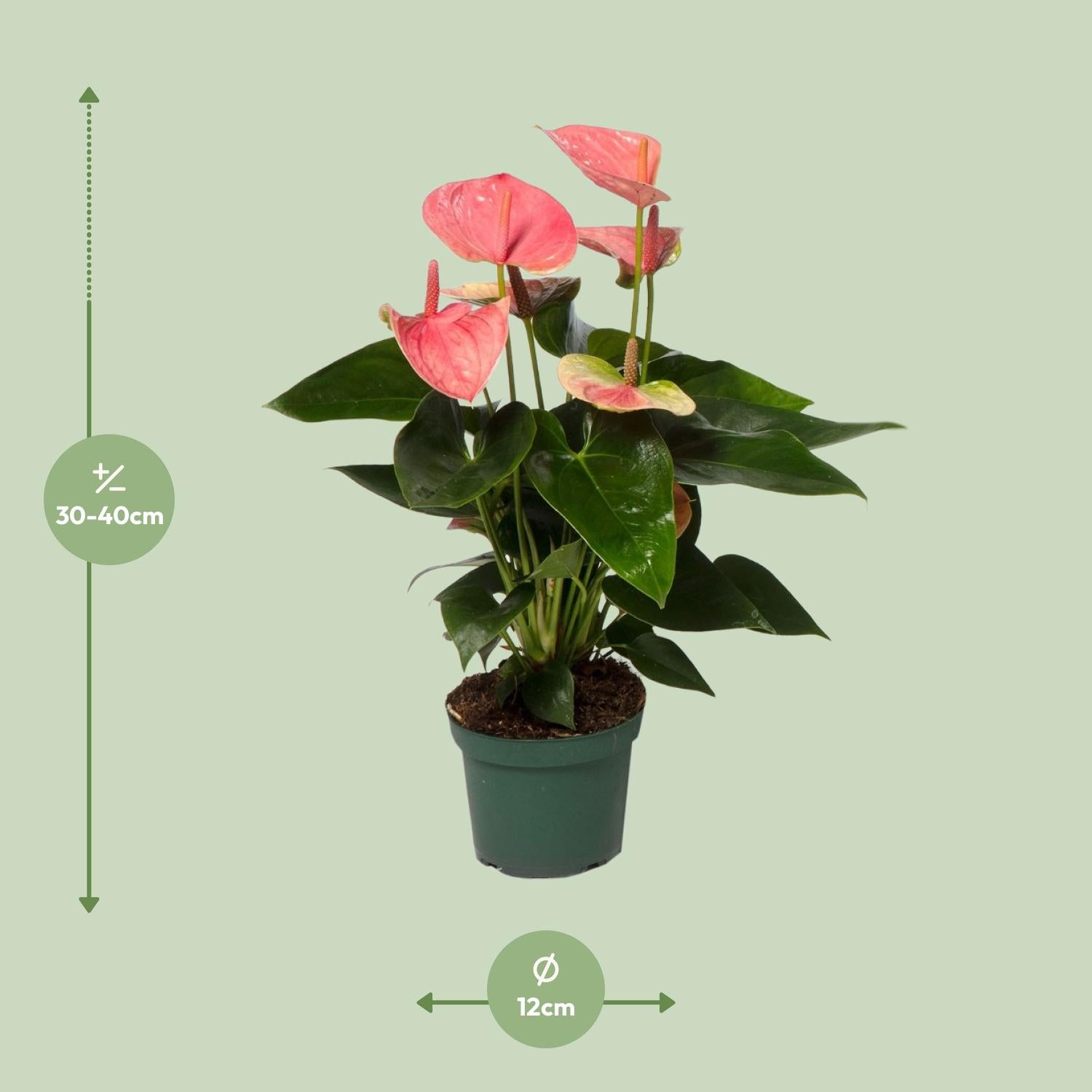 Exotische Schönheit für Ihr Zuhause: Anthurium 'Sweet Dream' – Die Flamingo-Blume 💕🌿 - ES+