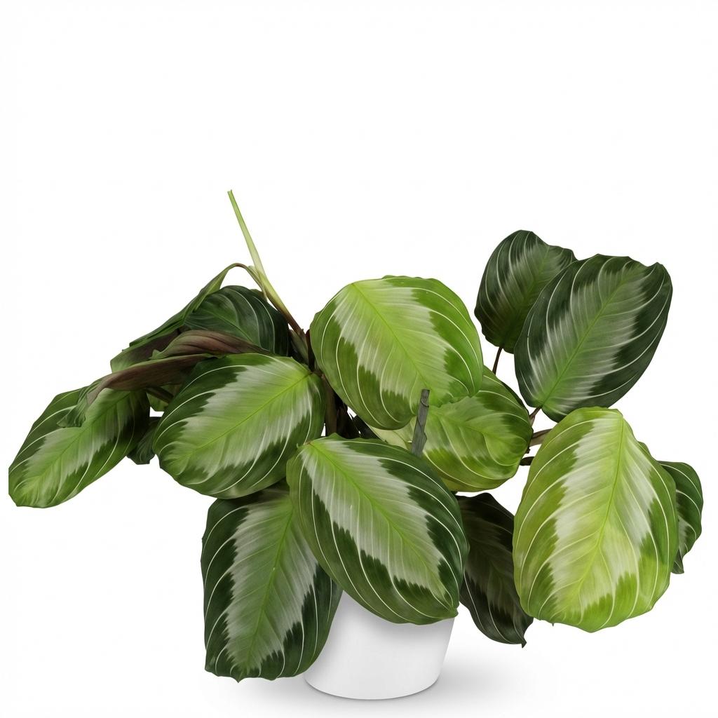 Maranta 'Fascinator Silverband' – die Silberstreifen-Gebetspflanze 🤍🌿 - ES+