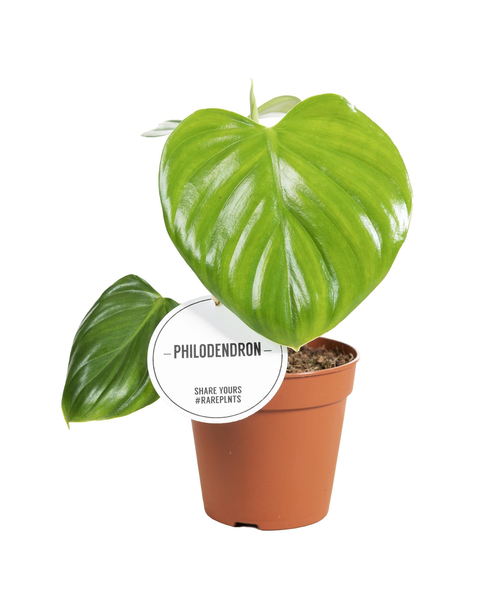 Philodendron Pittieri – Der seltene Herzblatt-Blickfang für Ihren Urban Jungle 💚✨ - ES+