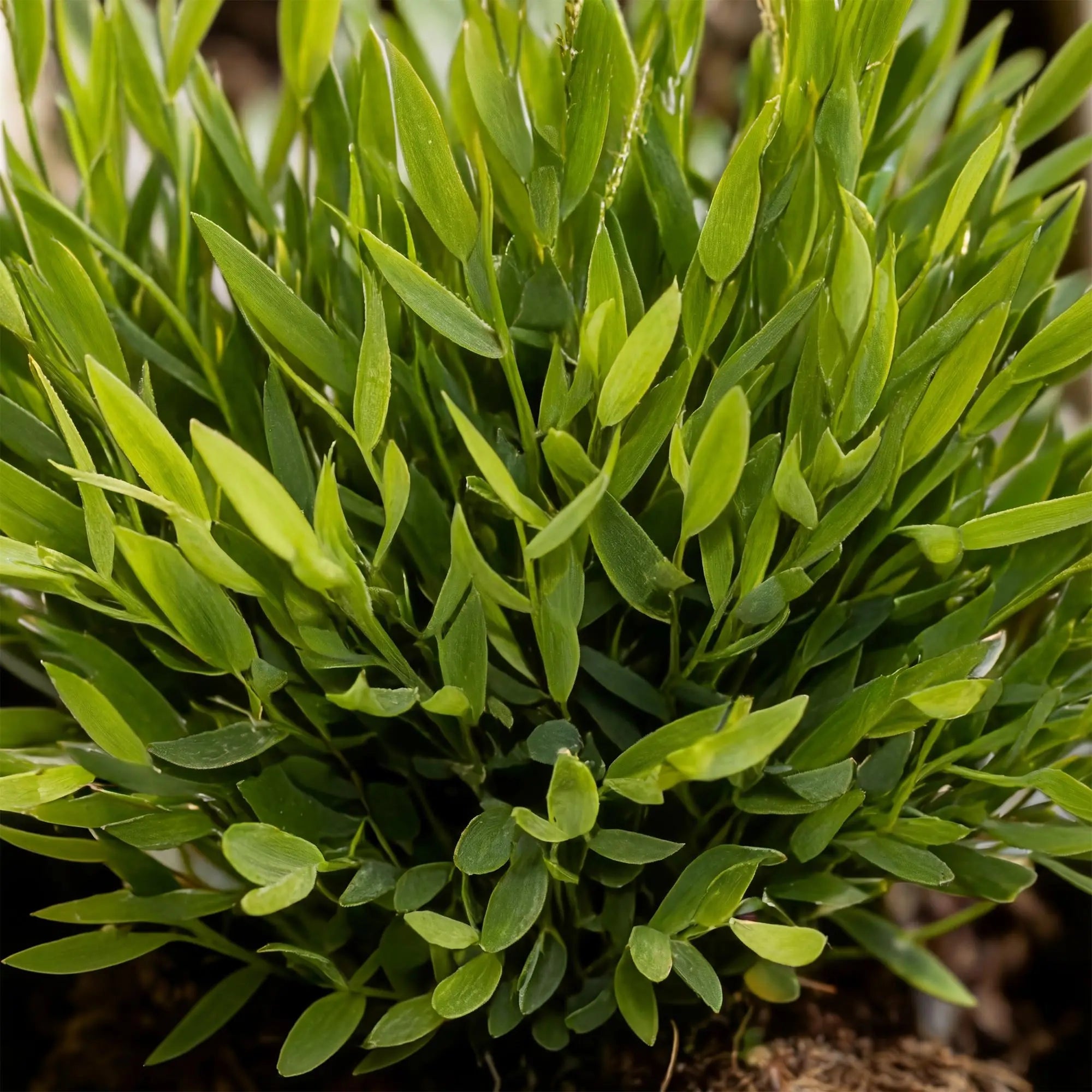 Pogonatherum Monica – Das haustierfreundliche Bambusgras im weißen Potter&nbsp;🐾🎋 - ES+ Everspring