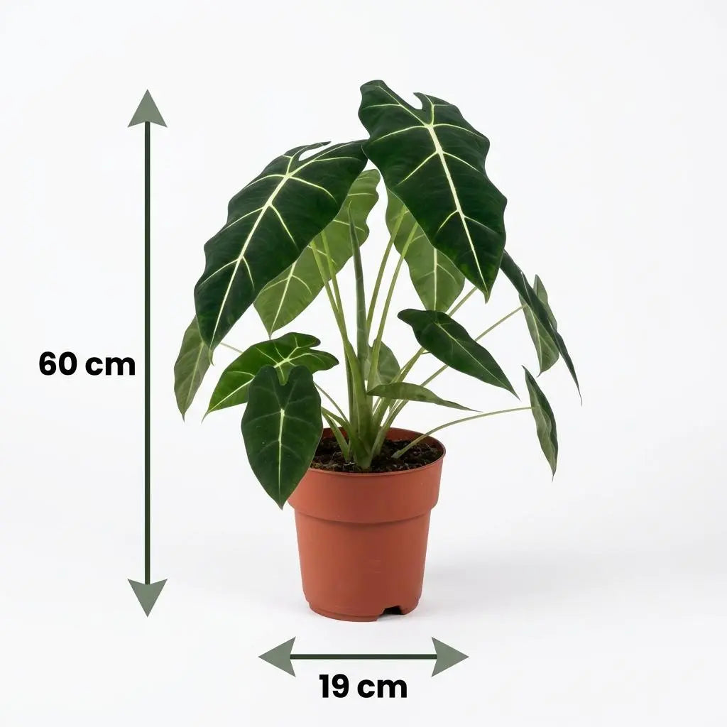 Green boutiQ | Samtiges Elefantenohr – Alocasia Frydek für Luxuriöses Tropen-Flair 🐘💚 - ES+ Everspring