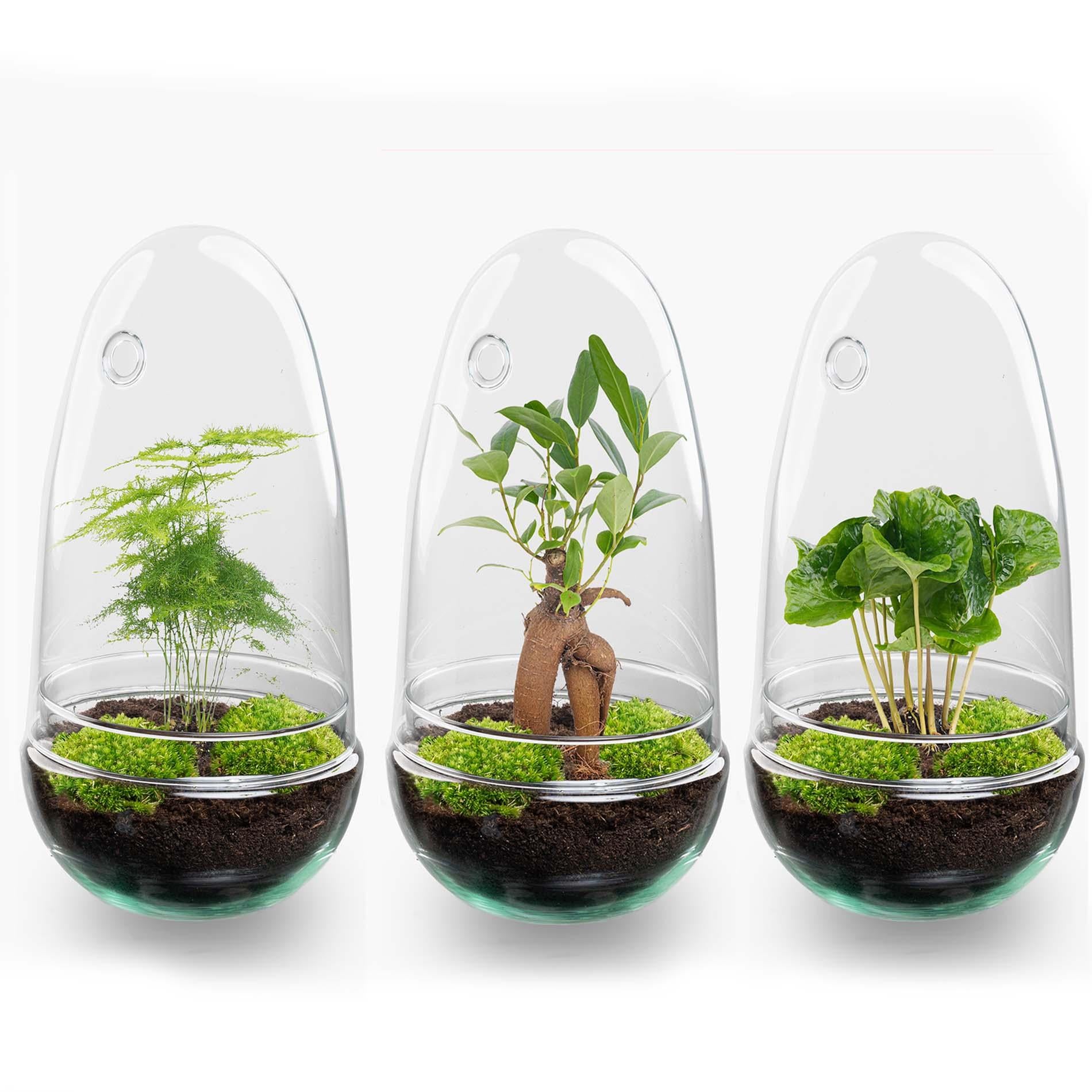 Flaschengarten DIY Set 'Egg' – Autarkes Mini-Biotop mit Ficus Bonsai 🥚🌳 - ES+