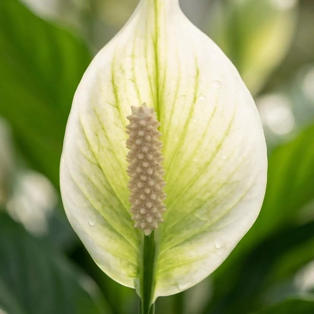 Spathiphyllum (Friedenslilie) – Eleganter Luftreiniger für Ihr Zuhause 🌿🕊️ - ES+ Everspring