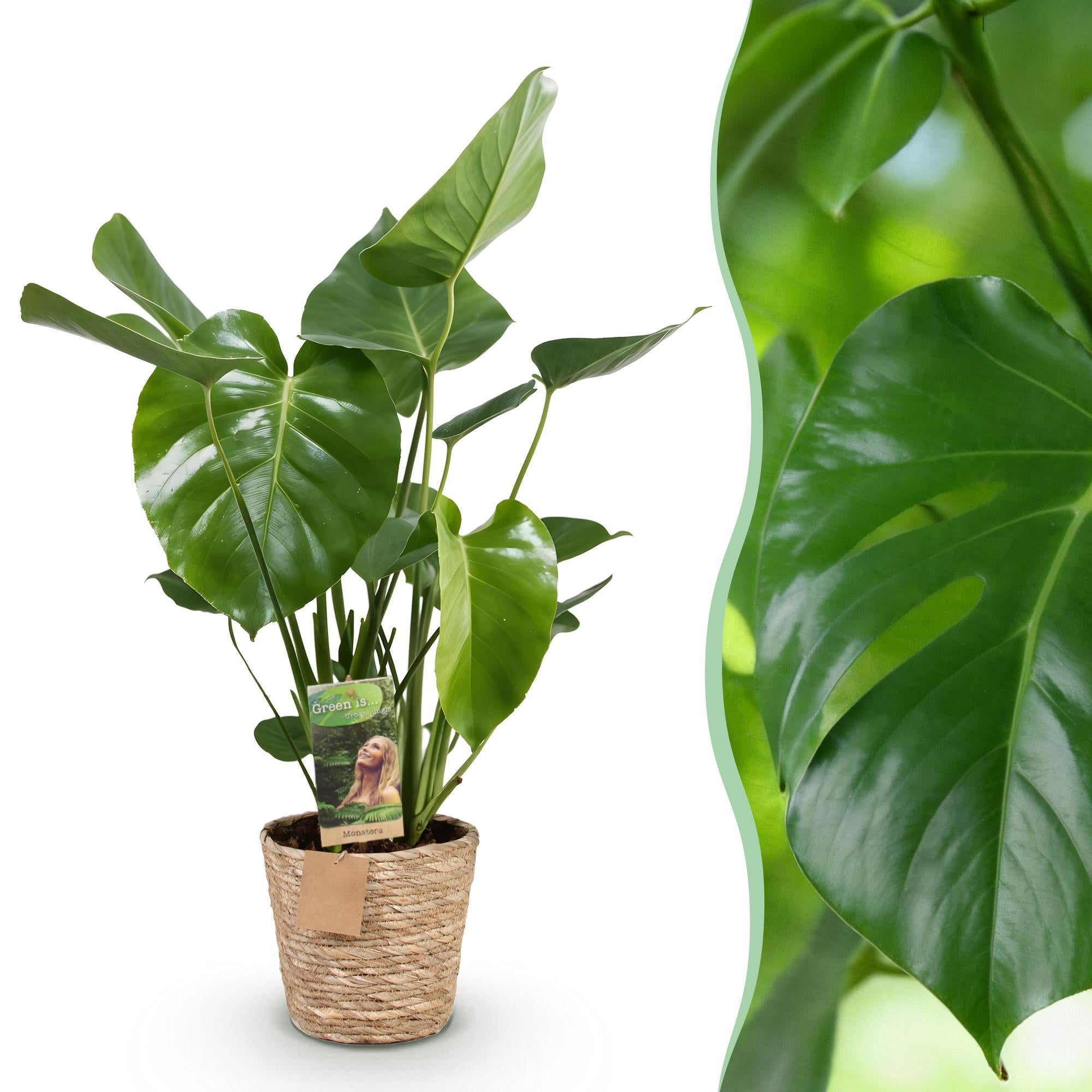 Monstera Deliciosa (Fensterblatt) im stylischen Korb – 70-80cm Höhe 🌿 - ES+