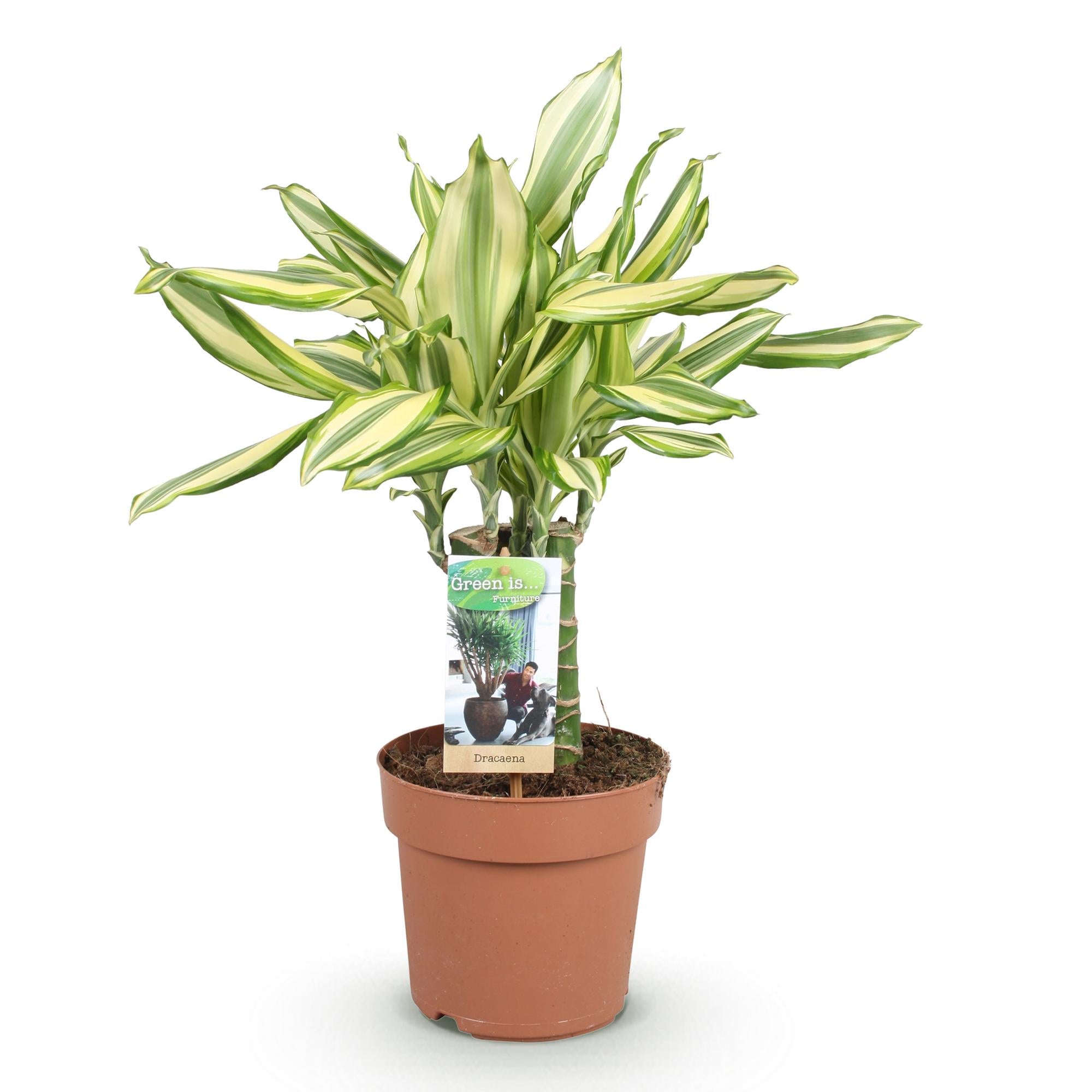 Dracaena fragrans 'Diamond Dream' – Der strahlende Drachenbaum ✨💎 - ES+