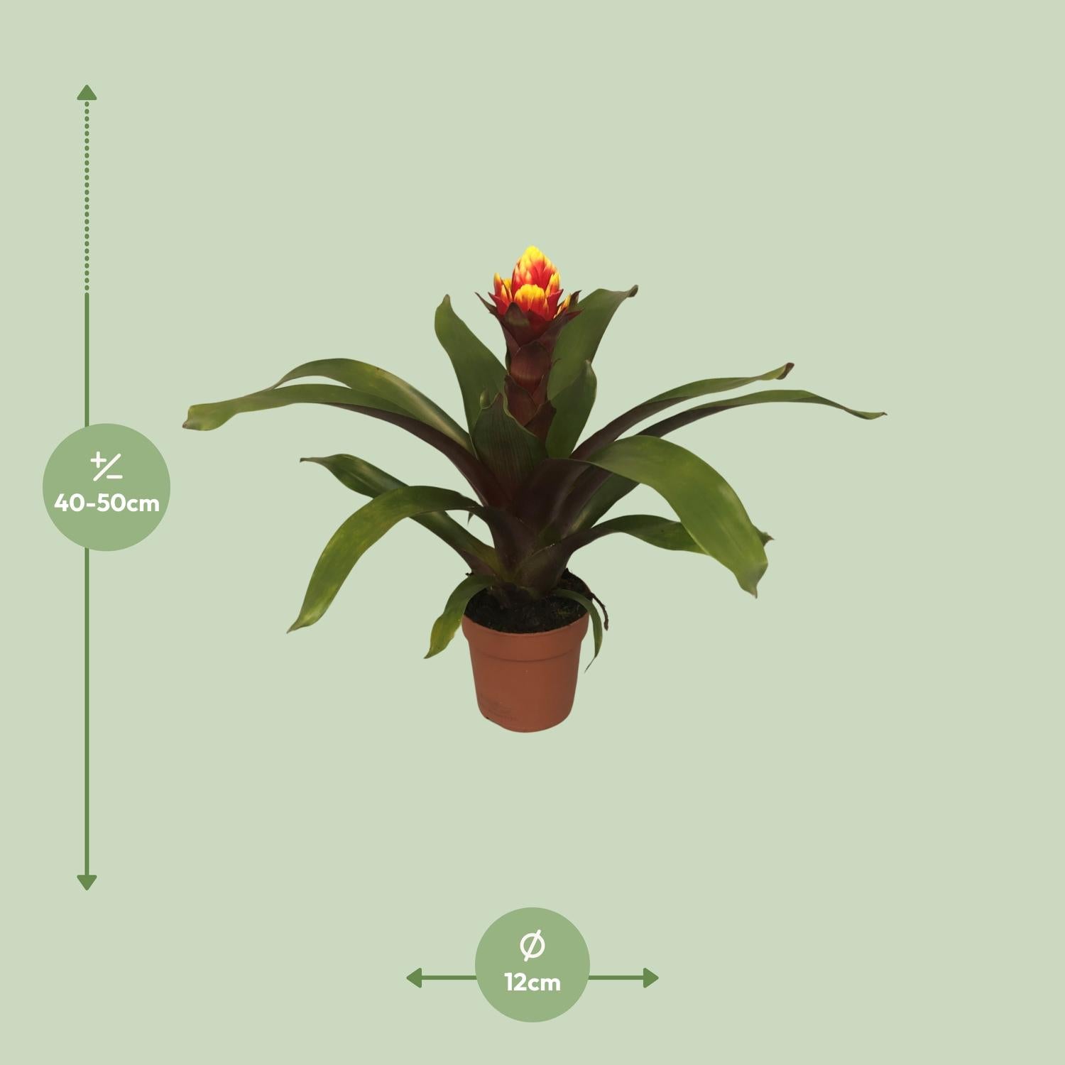 Exotische Schönheit: Guzmania 'Crown' – Die prachtvolle und pflegeleichte Bromelie 🔥👑 - ES+