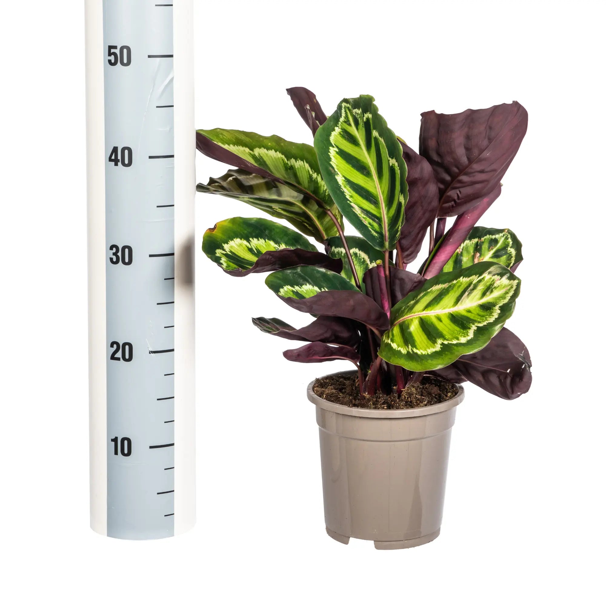 Calathea Roseopicta – Das lebendige Kunstwerk mit Pinken Akzenten 🌿💖 (Ø17cm | ↕40-50cm) - ES+ Everspring