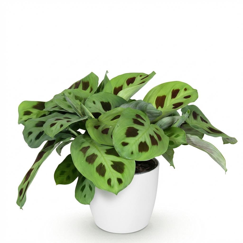 Lebendiges Kunstwerk für Ihr Zuhause: Maranta 'Fascinator Kerchoveana' – die Zebrapflanze 🌿🦓 - ES+