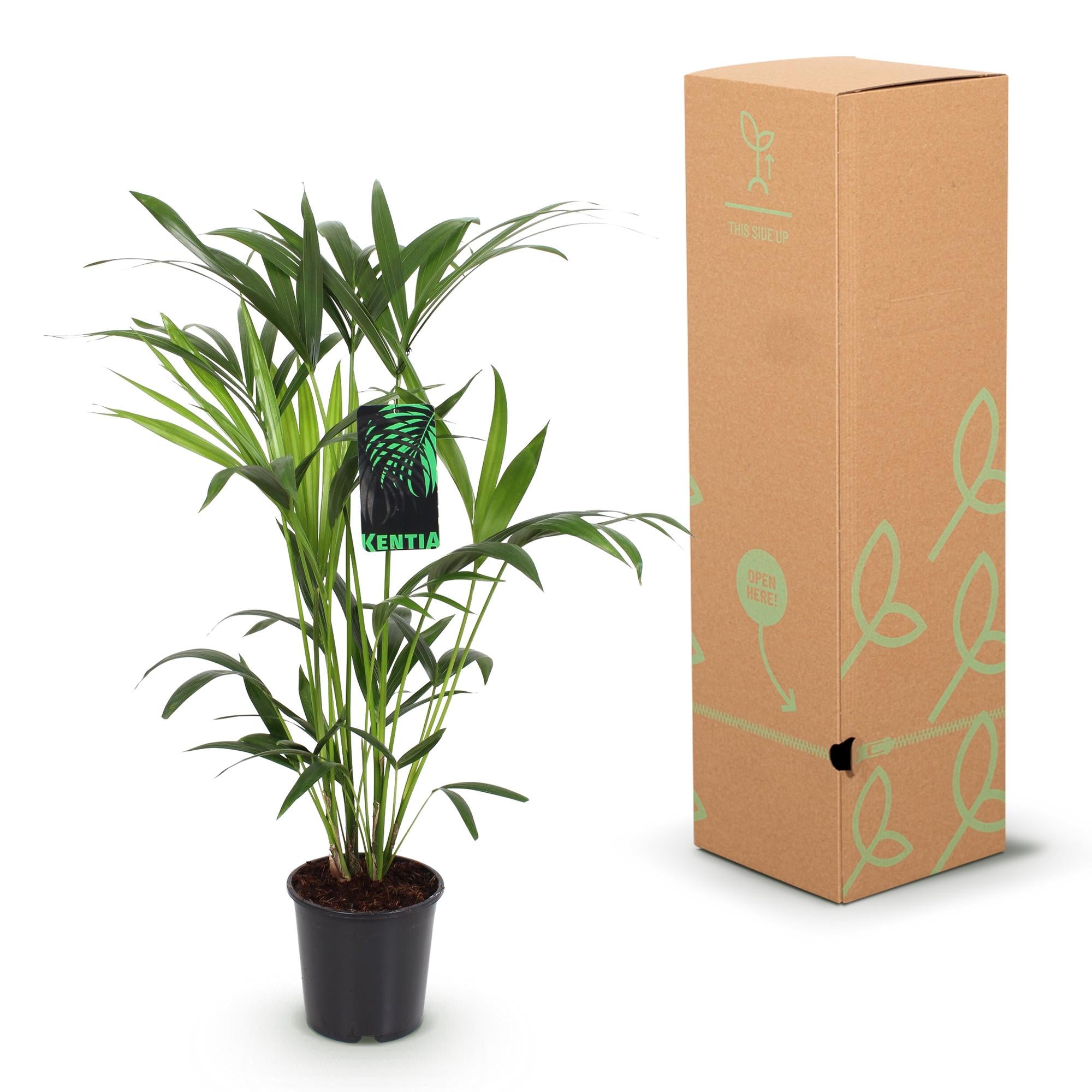 Green boutiQ Zimmerpflanze: Howea Forsteriana – Die elegante und pflegeleichte Kentia Palme🌴✨ - ES+
