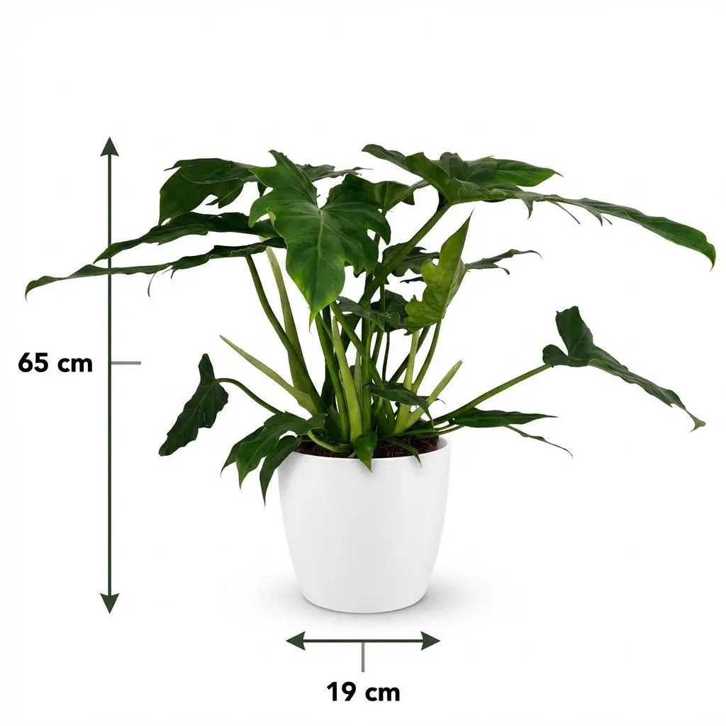 Green boutiQ | Philodendron Lacerum im Weißen Übertopf – Tropisches Statement &amp; Extrem Pflegeleicht 🌴💚 - ES+ Everspring