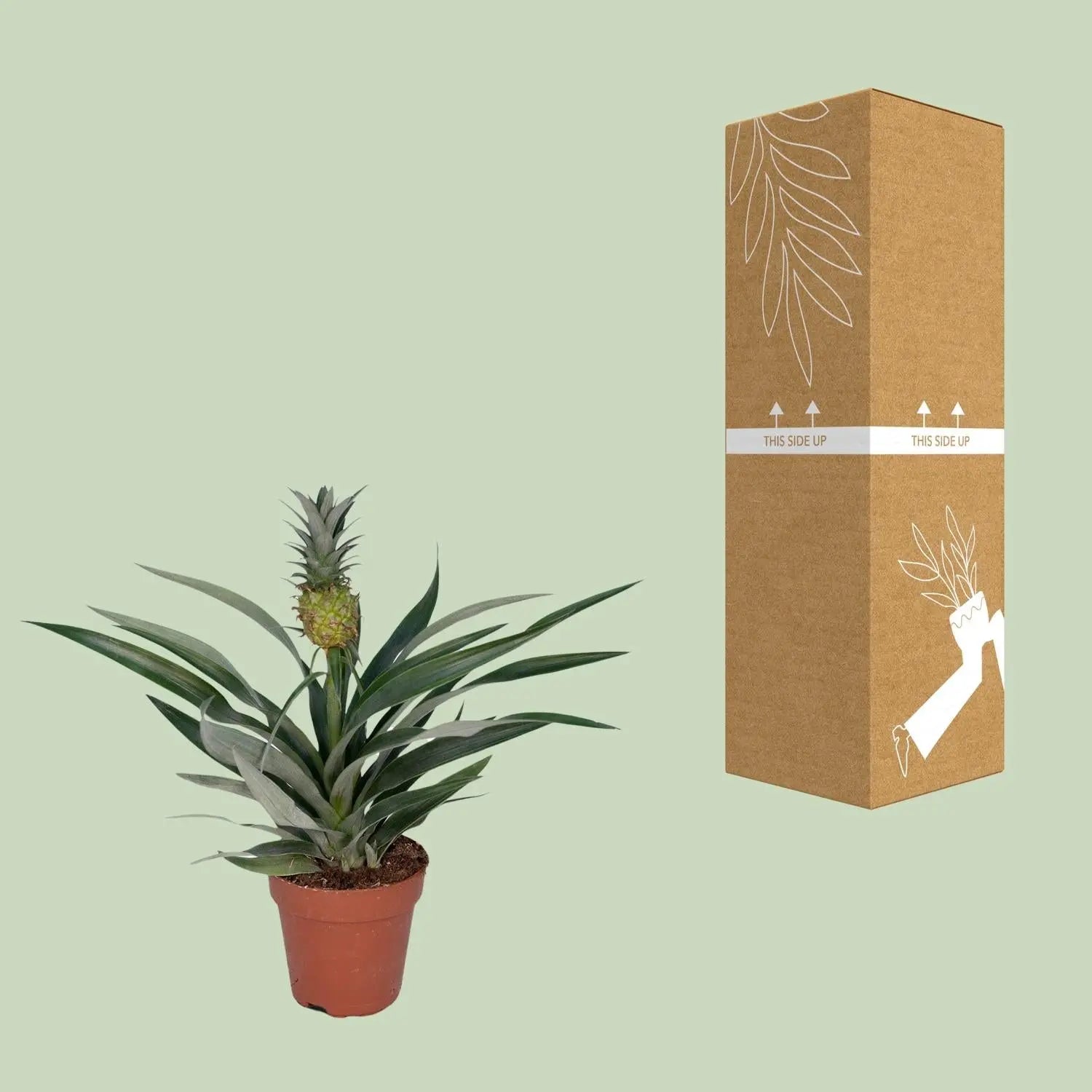 Bromelia Ananas (Ananaspflanze) – Tropische Vibes für dein Zuhause 🍍🌴 (Ø12cm | ↕30cm) - ES+ Everspring