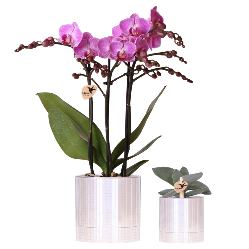 Kolibri Company | Disco Pflanzenset: Violette Vienna Orchidee & Sukkulente im Glanz-Set ✨💜 - ES+