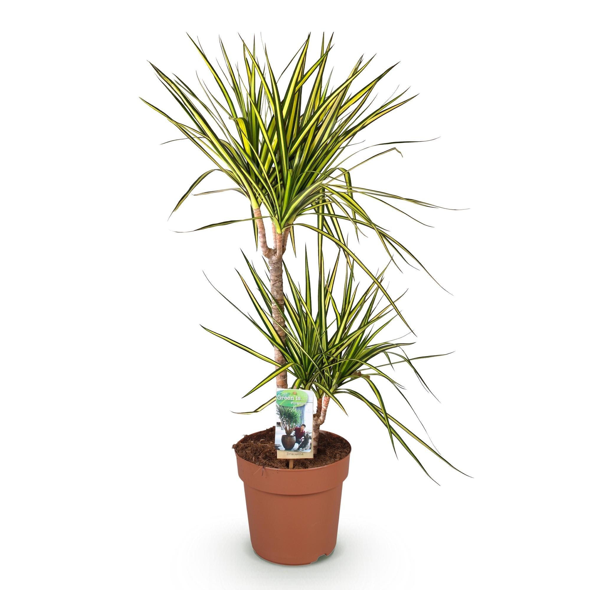 Dracaena 'Sunray' – Der leuchtende, pflegeleichte Drachenbaum ✨💛 - ES+