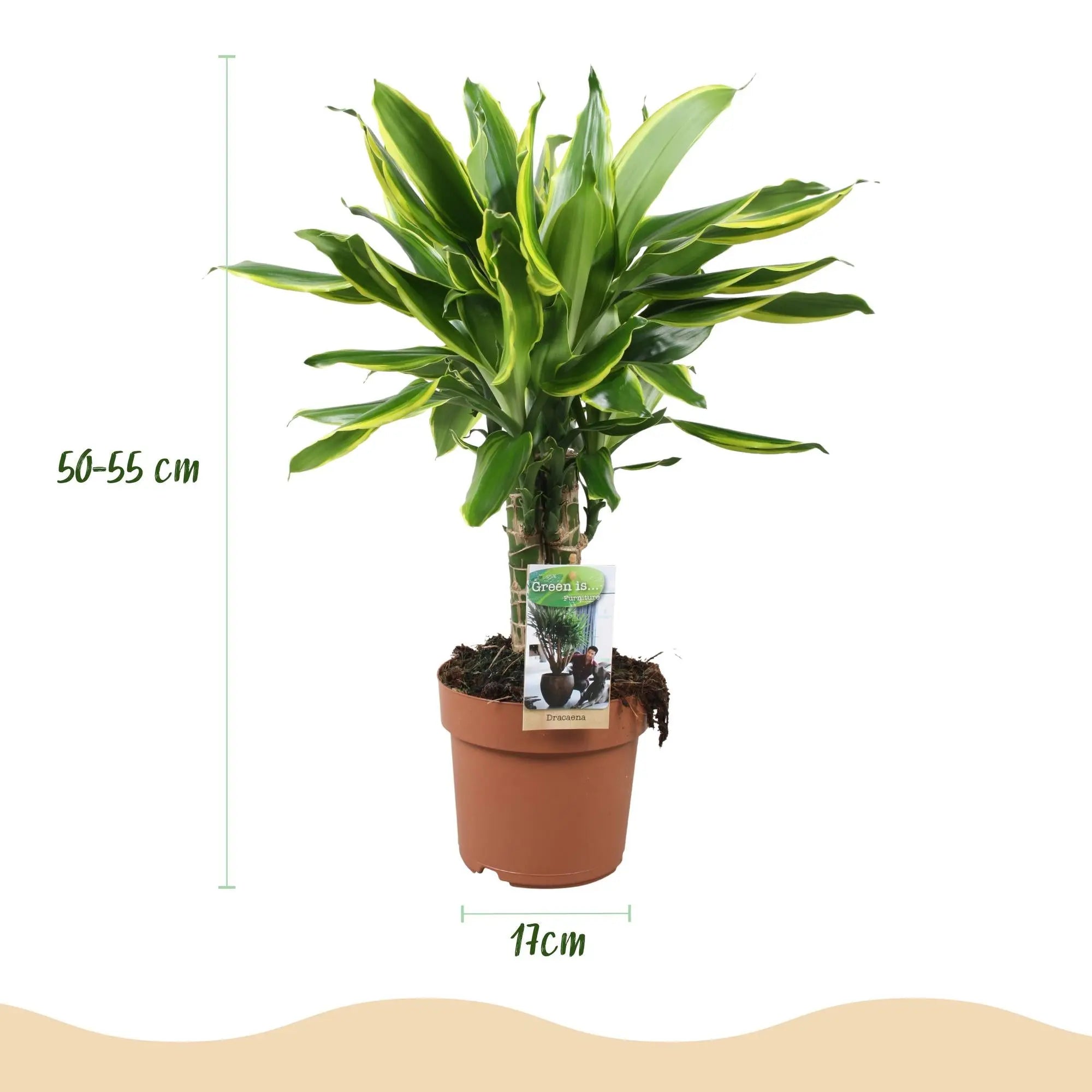 Dracaena fragrans 'Golden Coast' – Der bunte Drachenbaum 🐉💛