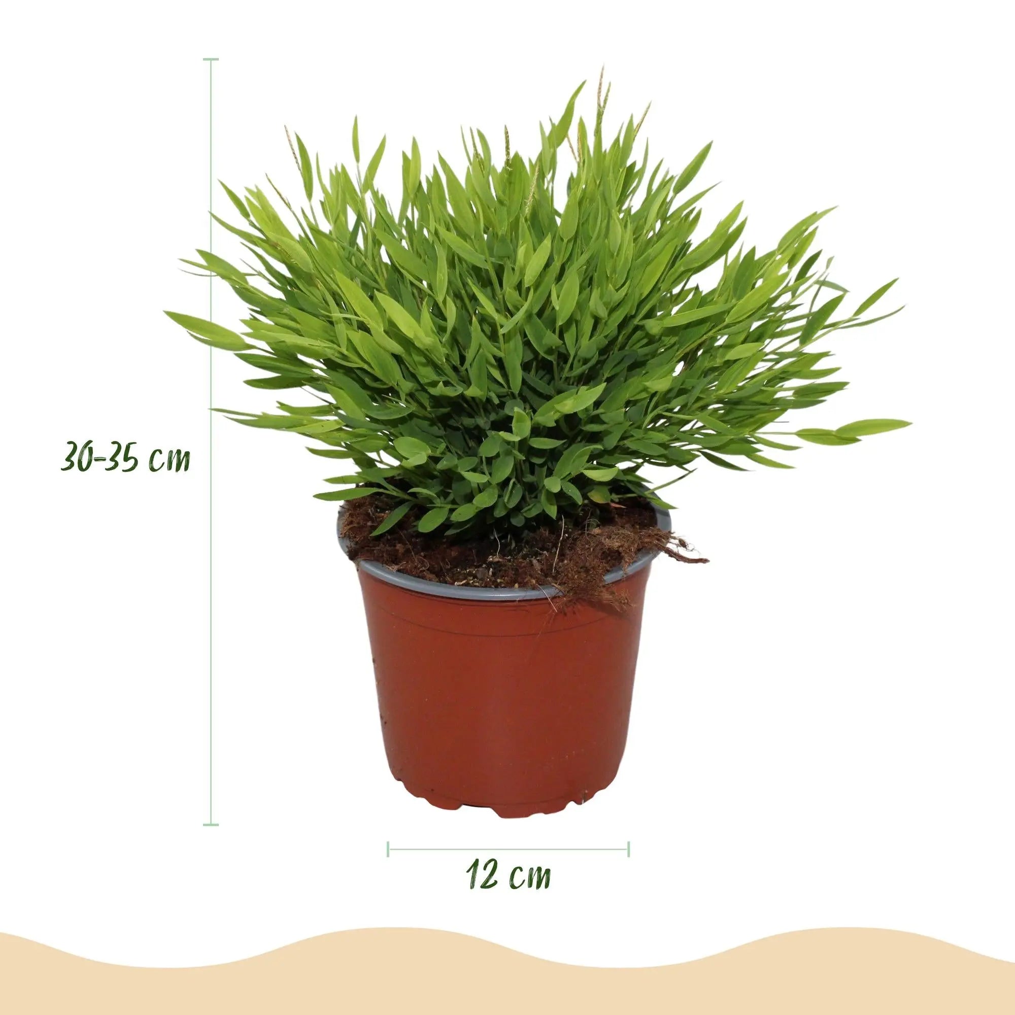Pogonatherum Monica – Das haustierfreundliche Bambusgras im weißen Potter&nbsp;🐾🎋 - ES+ Everspring