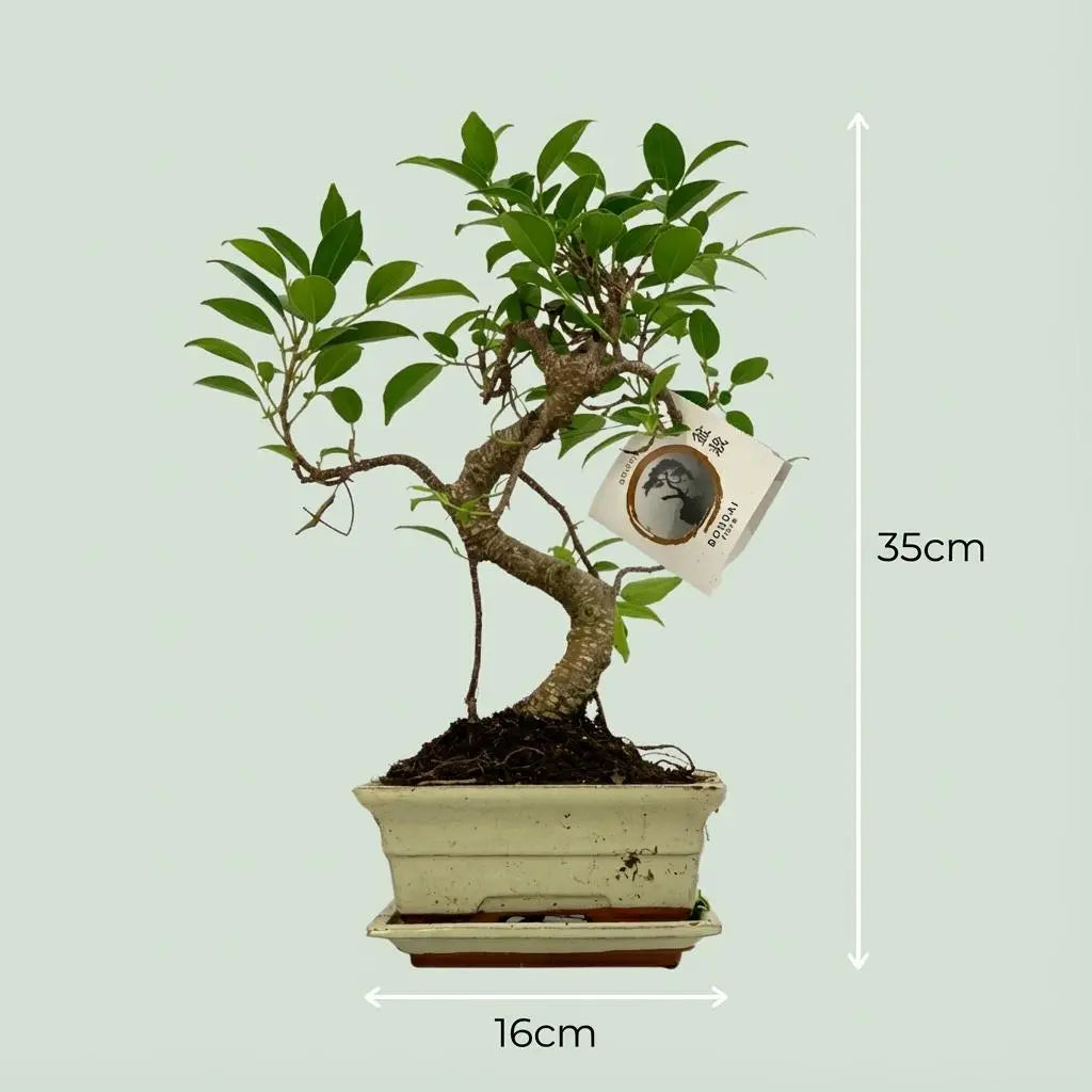 Bonsai S-Form Baum – Klassische Eleganz in Keramik (Ø 15 cm | 30-35 cm Höhe) 🌳🧘 - ES+ Everspring