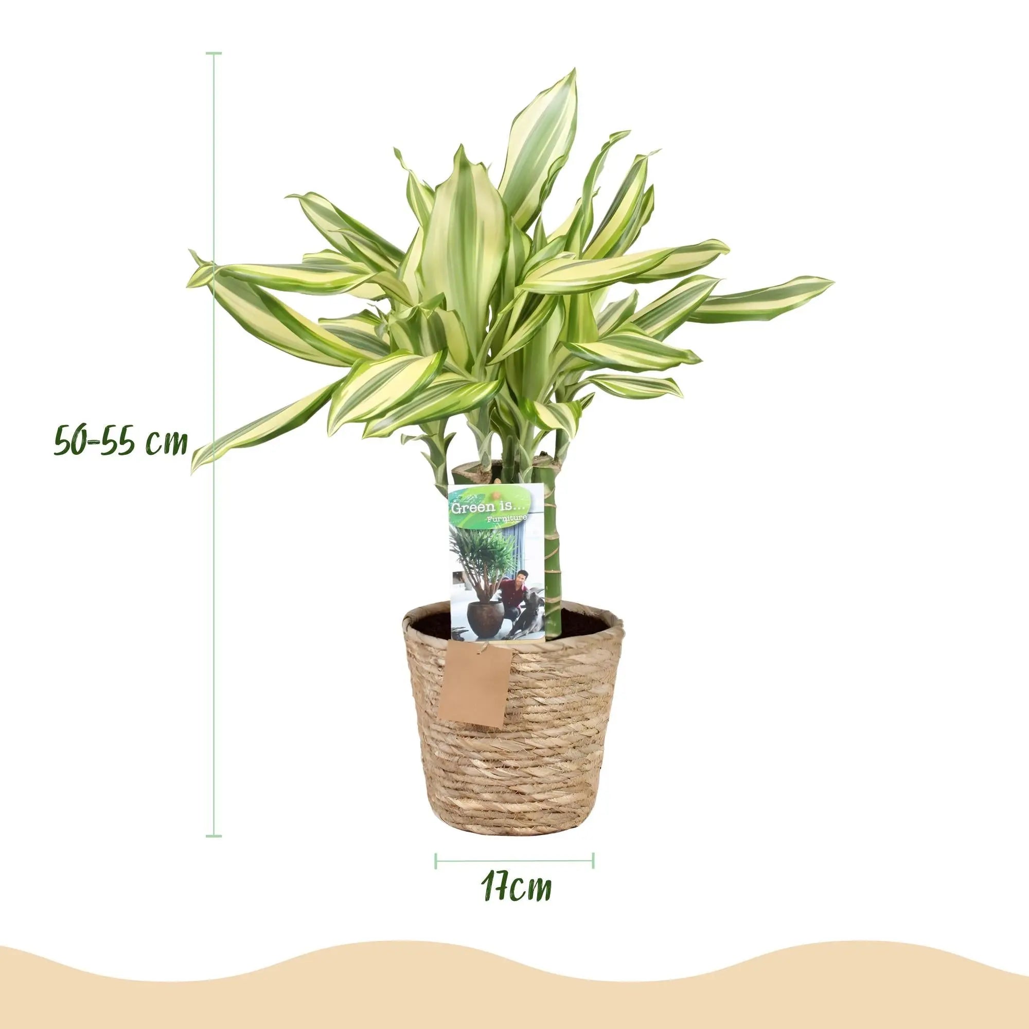 Green boutiQ | Dracaena 'Diamond Dream' im Stil-Korb – Farbenfrohes Blätterwunder & Extrem Pflegeleicht 🐉💎 - ES+ Everspring
