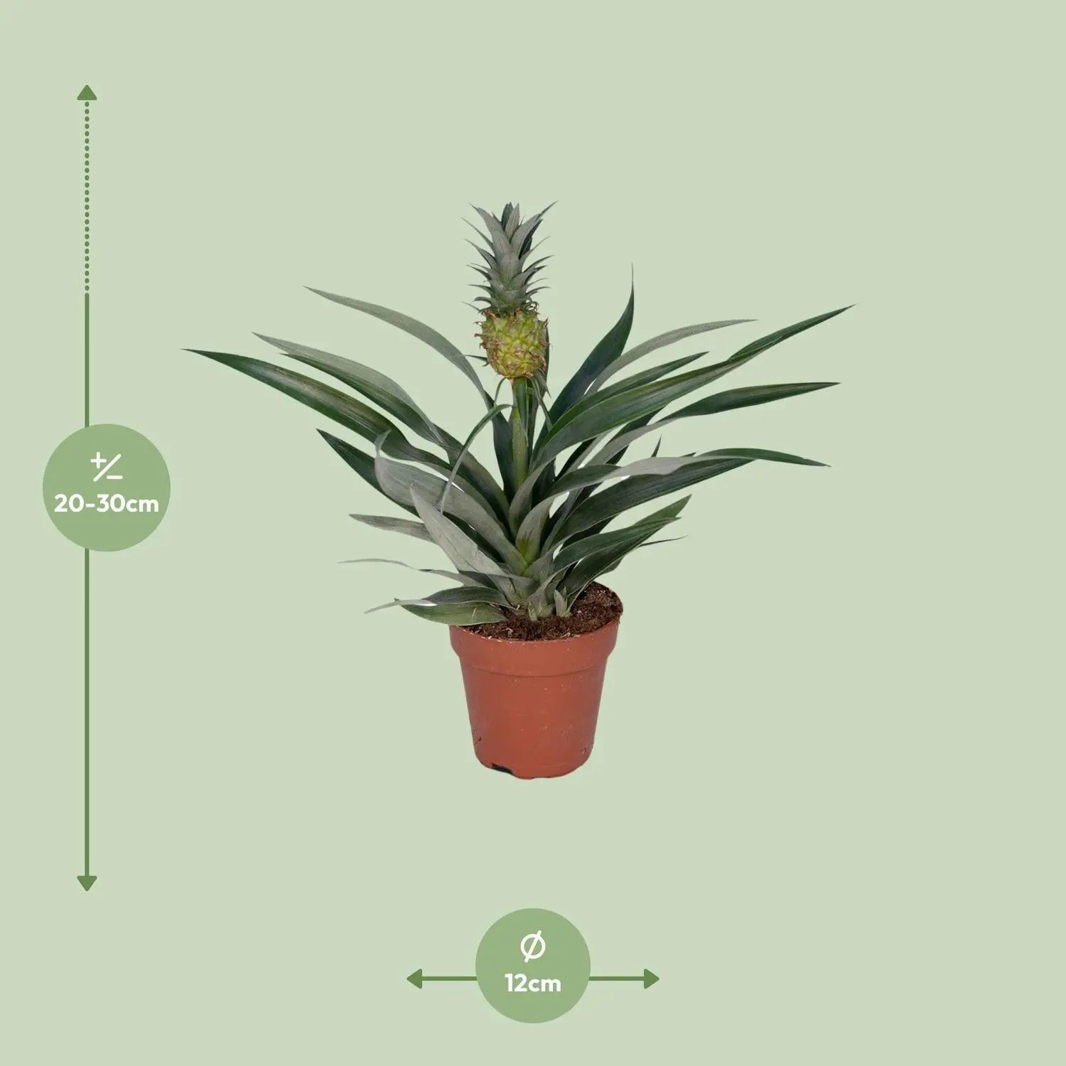 Bromelia Ananas (Ananaspflanze) – Tropische Vibes für dein Zuhause 🍍🌴 (Ø12cm | ↕30cm) - ES+ Everspring