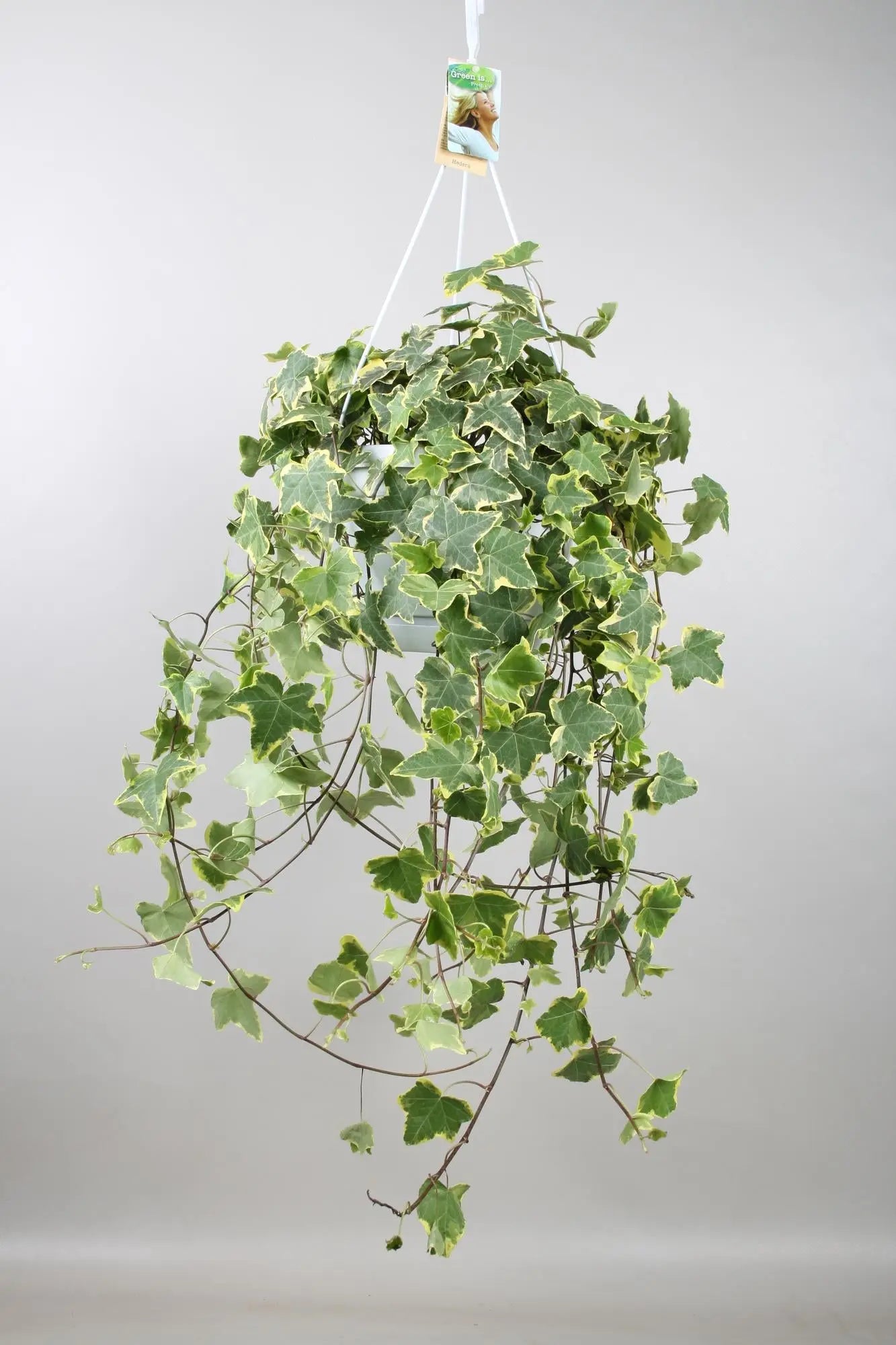 Hedera Helix 'Gold Child' – Der üppige XXL Efeu mit goldenem Rand 🌿 - ES+ Everspring