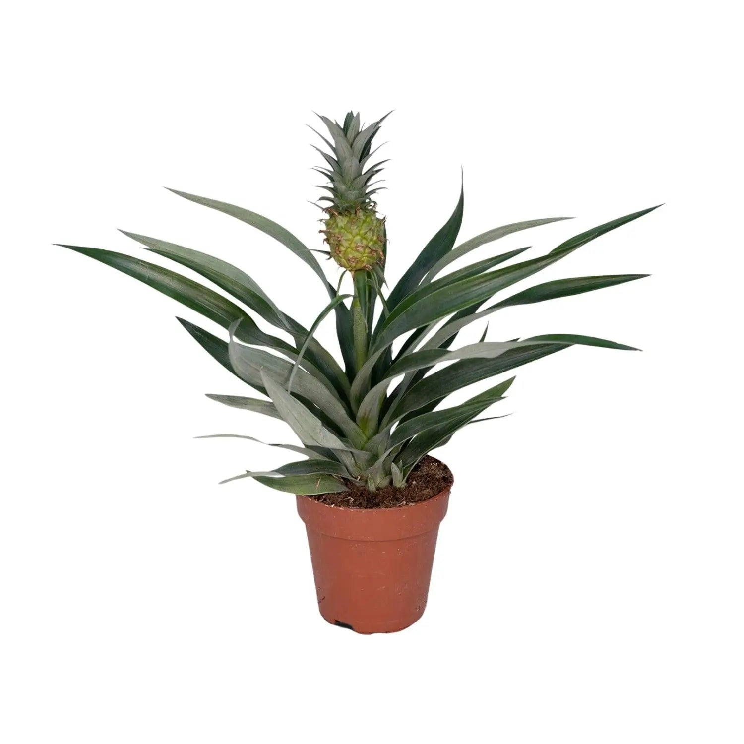 Bromelia Ananas (Ananaspflanze) – Tropische Vibes für dein Zuhause 🍍🌴 (Ø12cm | ↕30cm) - ES+ Everspring