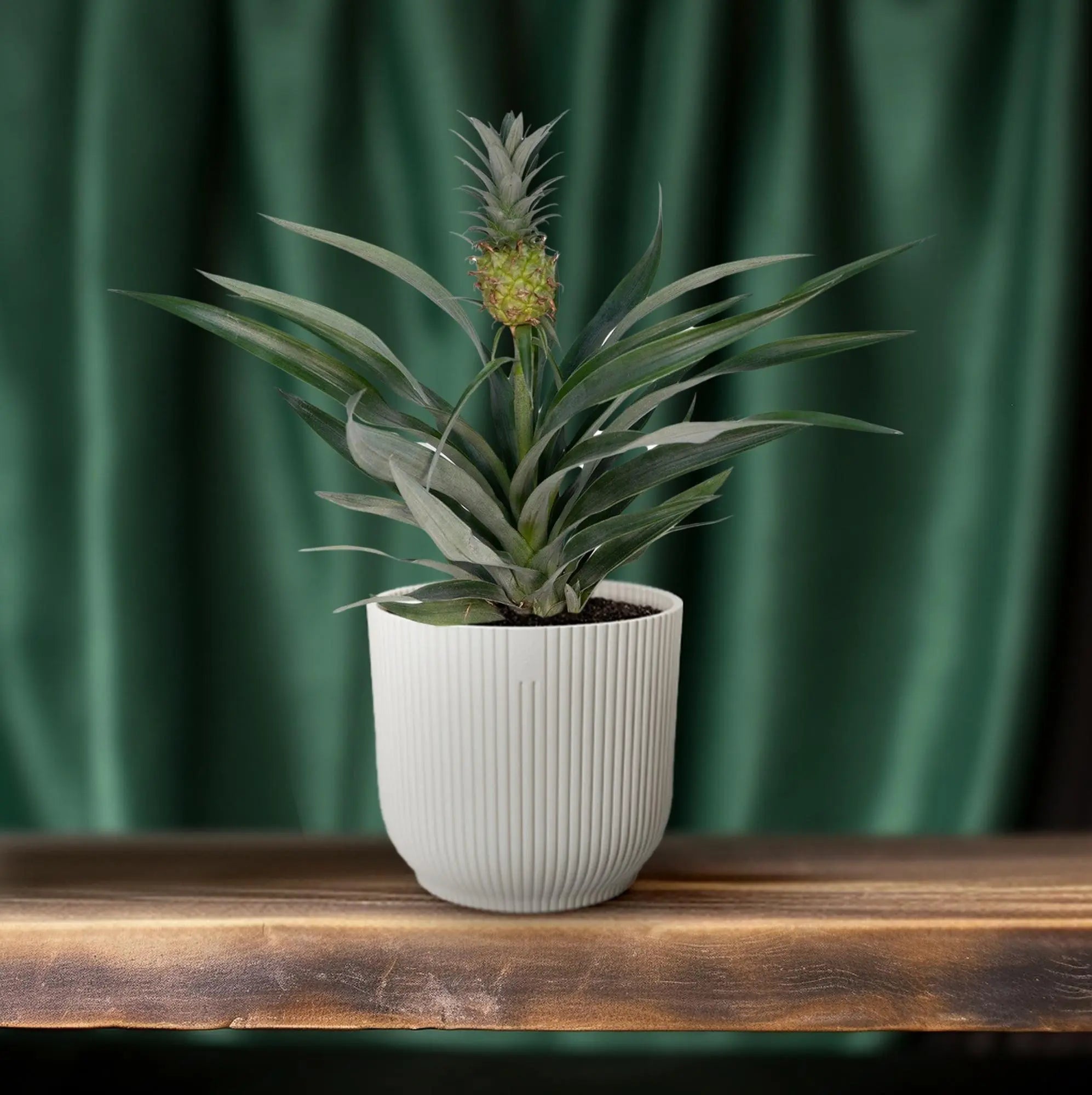Bromelia Ananas (Ananaspflanze) – Tropische Vibes für dein Zuhause 🍍🌴 (Ø12cm | ↕30cm) - ES+ Everspring