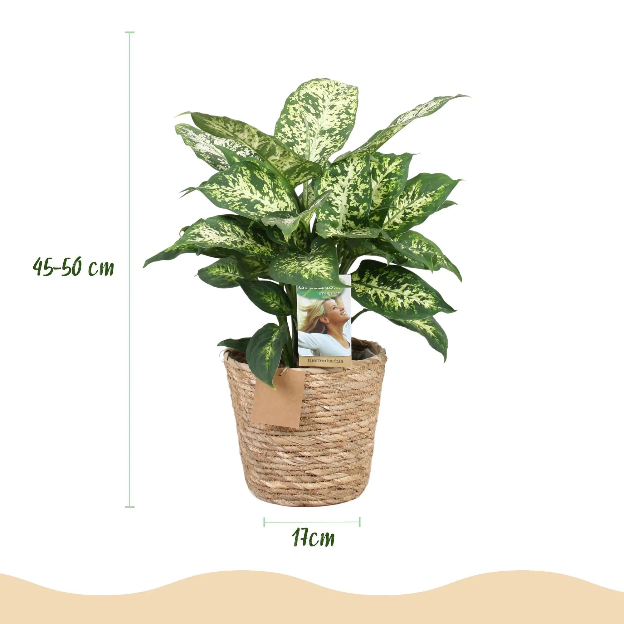 Dieffenbachia Compacta im Style-Korb – Das Bunte Blätterwunder für Wenig Pflege 🌿🎨 - ES+ Everspring