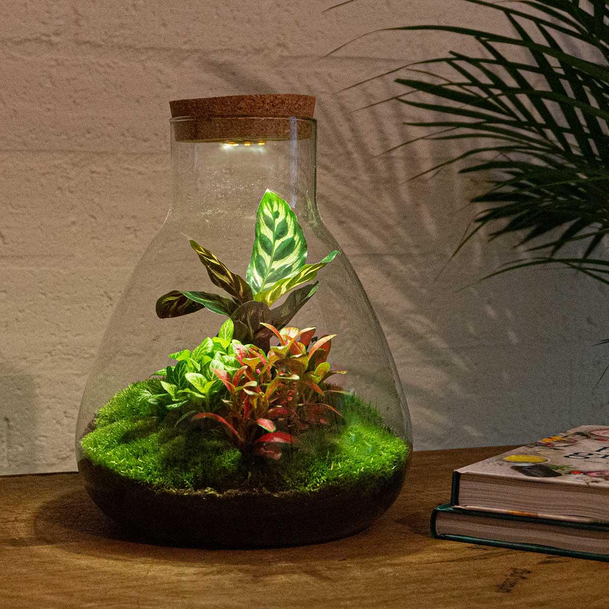 DIY Flaschengarten Set "Sam Calathea" mit LED-Licht – Dein pflegeleichtes Mini-Biotop ✨🌿 - ES+