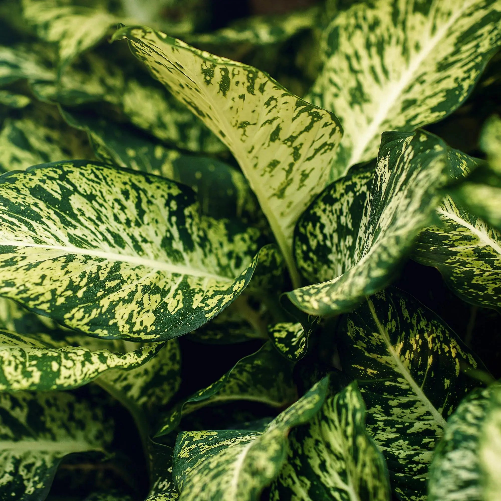 Dieffenbachia Compacta im Style-Korb – Das Bunte Blätterwunder für Wenig Pflege 🌿🎨 - ES+ Everspring