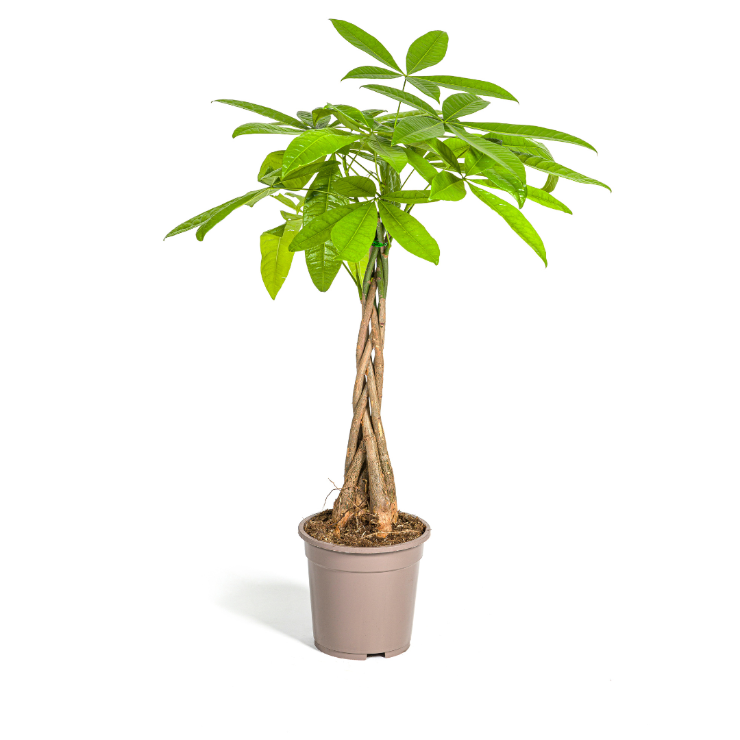 Pachira Aquatica (Geldbaum) – Eleganz &amp; Exotik für Ihr Zuhause 💰🌿 (Ø19cm | ↕70 - 90cm) - ES+