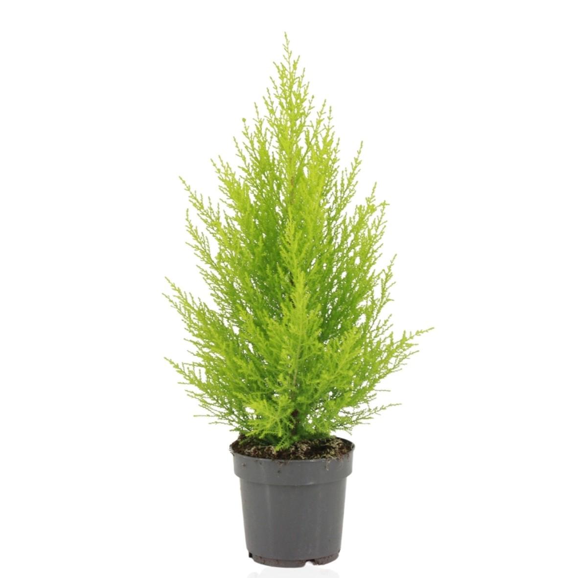 Cupressus Macrocarpa 'Goldcrest Wilma' – Die duftende Goldzypresse für Ihr Zuhause  - ES+
