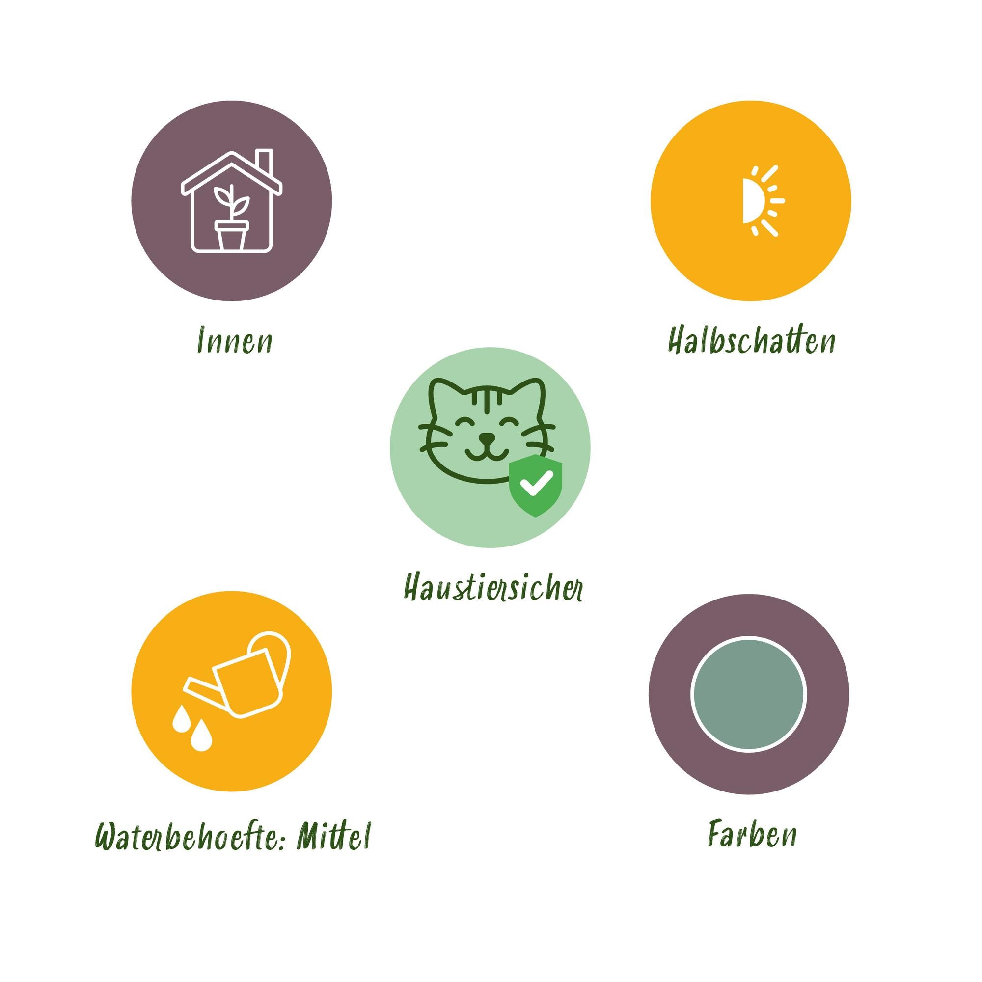 Phlebodium aureum 'Blue Star' – Der haustierfreundliche Blaue Farn 🐾💙 - ES+