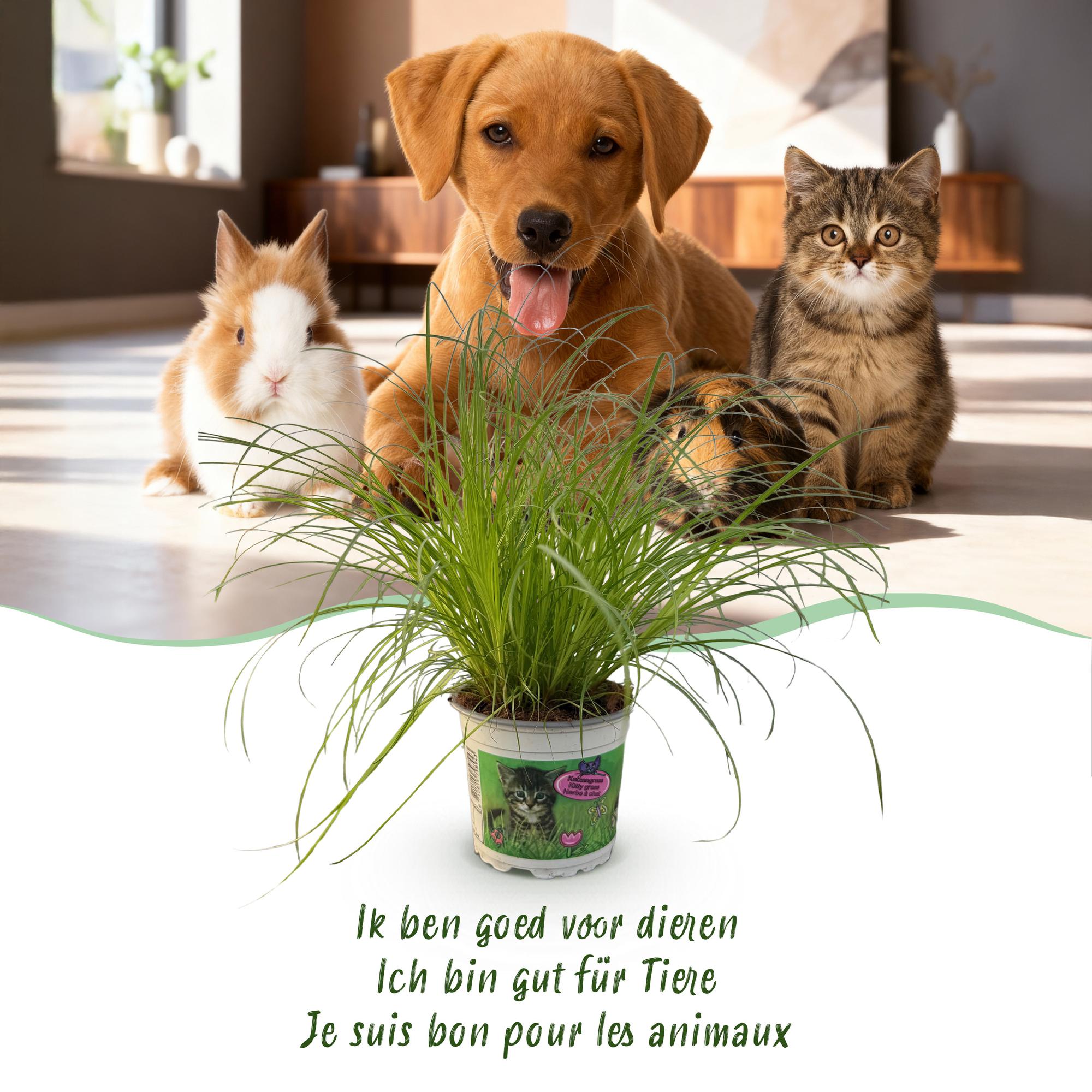 Der Katzengras-Liebling: Cyperus alternifolius 'Zumula' – Die Haustierfreundliche Zimmerpflanze 🐾🌿 - ES+