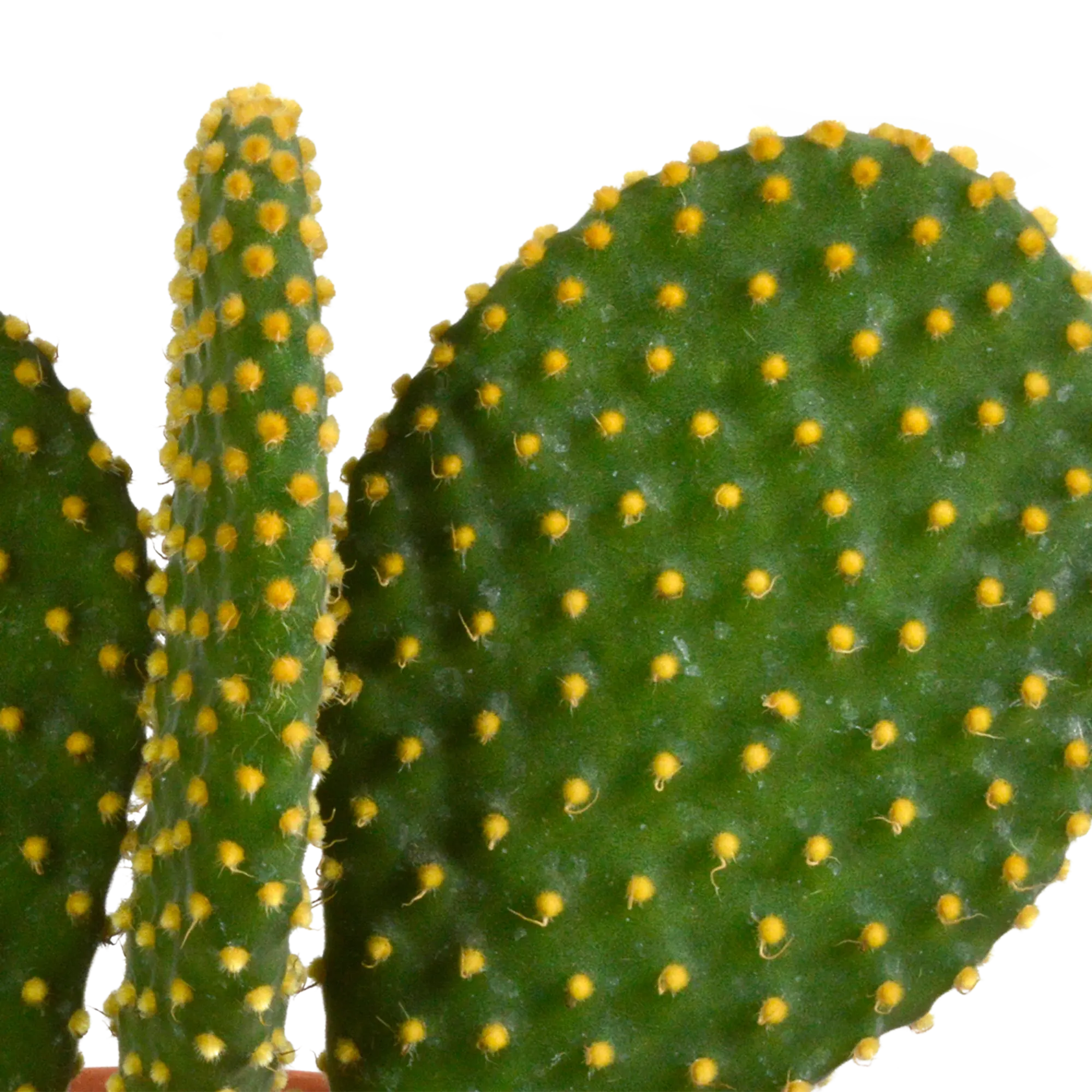 Kakteenmischung | 3er Kaktus-Set – Einzigartige Mini-Dschungel-Helden 🌵🌟 - ES+ Everspring