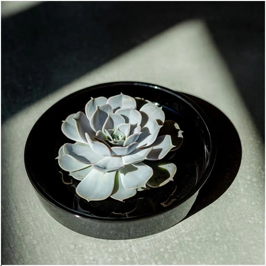ROOTLESS Echeveria Lilacina im Premium-Set: Monatelange Freude ohne Gießen 🌸✨ - ES+ Everspring