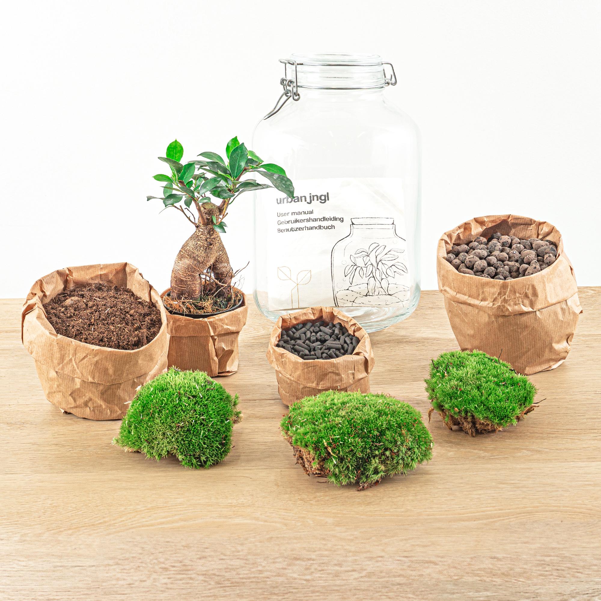 Flaschengarten DIY-Set „Normal“: Autarkes Mini-Ökosystem mit Ficus Ginseng Bonsai 🌿💧 - ES+