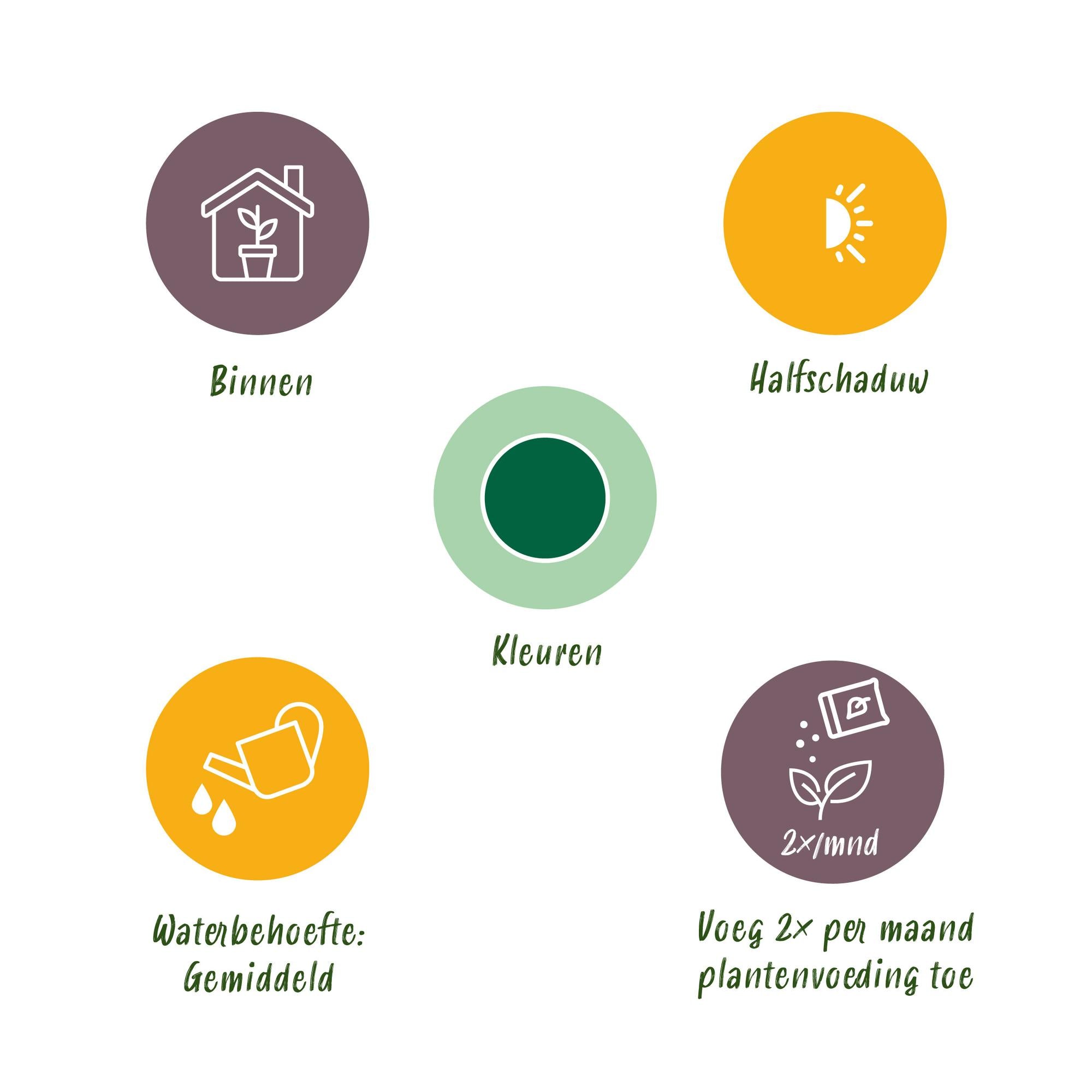 Pachira Aquatica – Der Glücksbaum mit geringem Pflegeaufwand 🍀 - ES+