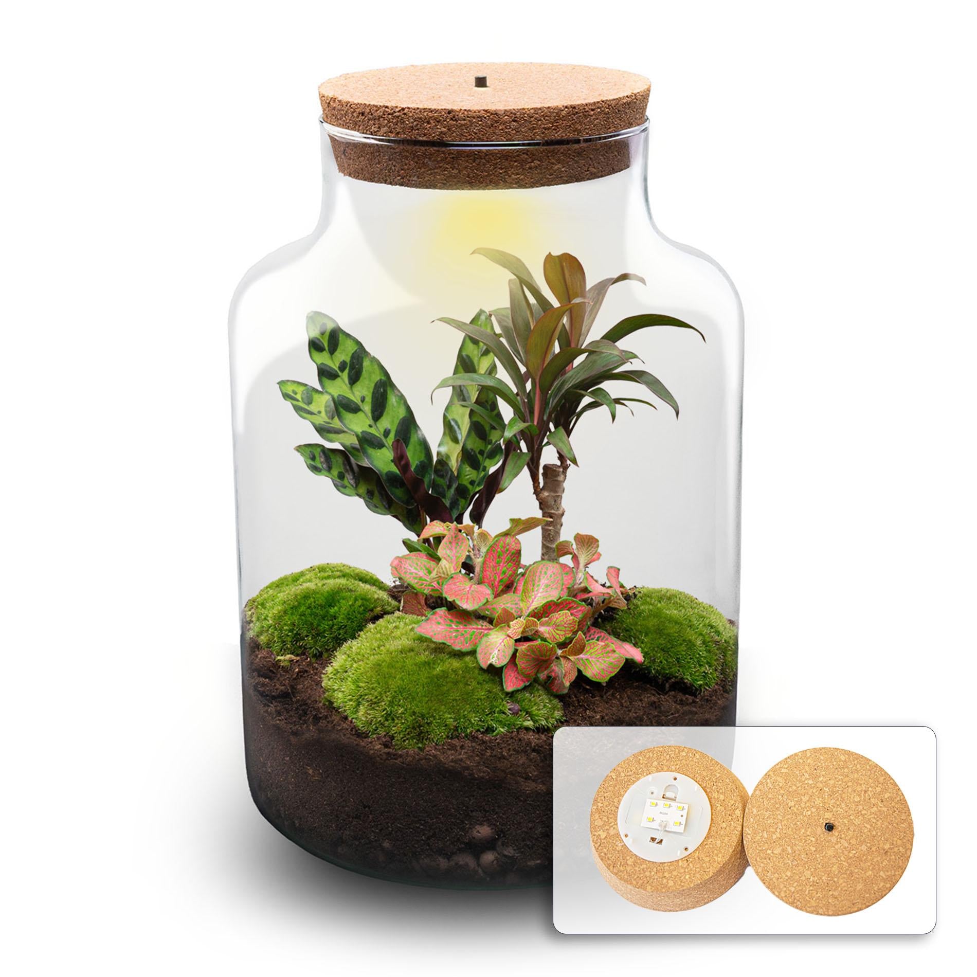 DIY Pflanzen-Terrarium-Set mit LED-Licht | Milky Palm – Dein pflegeleichtes Mini-Ökosystem 🌿💡 - ES+