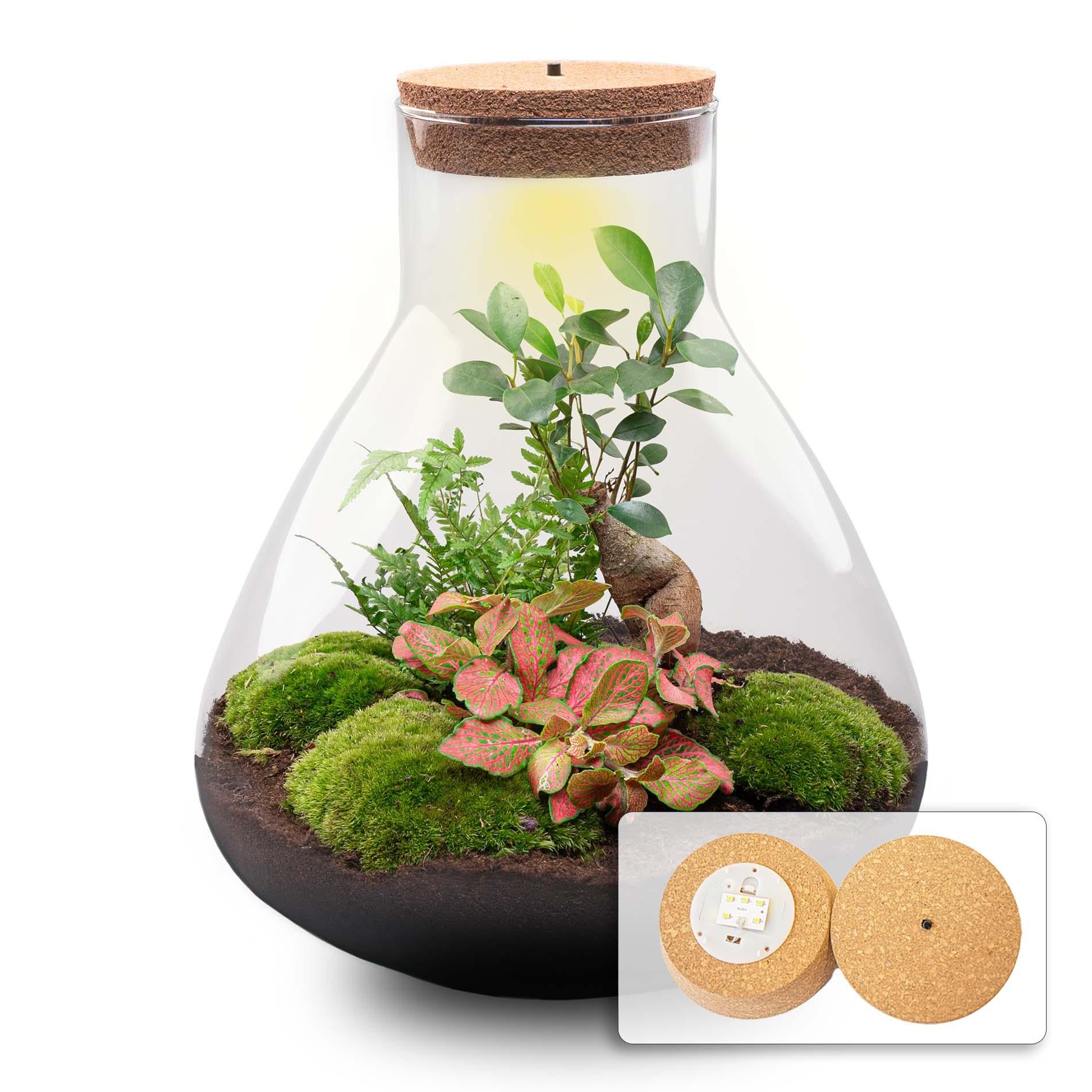 DIY Planten Terrarium met LED Licht - Sam XL Bonsai – Jouw Onderhoudsvrije Mini-Jungle 🌳💡 - ES+