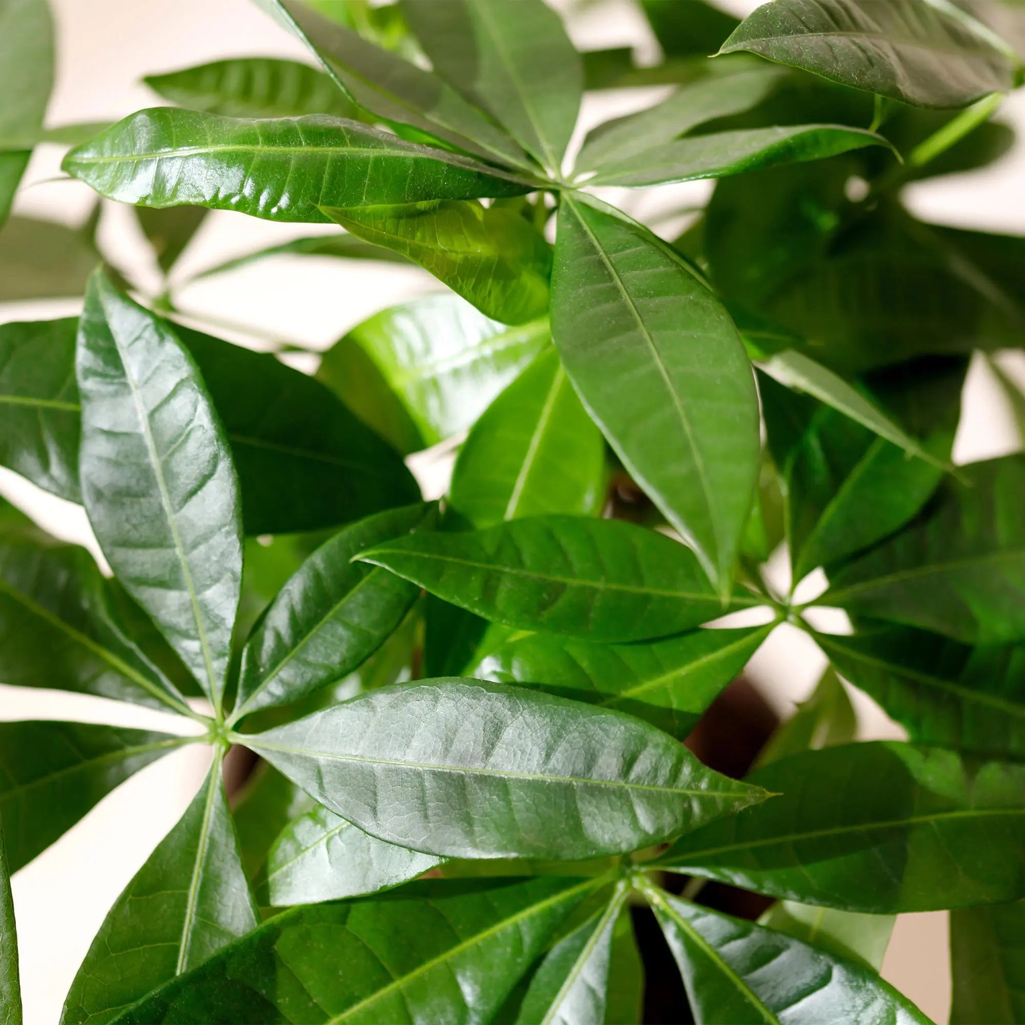 Green boutiQ | Pachira Aquatica (Geldbaum) im Style-Korb – Geflochtener Stamm & Wenig Pflege 💰🌿 - ES+ Everspring