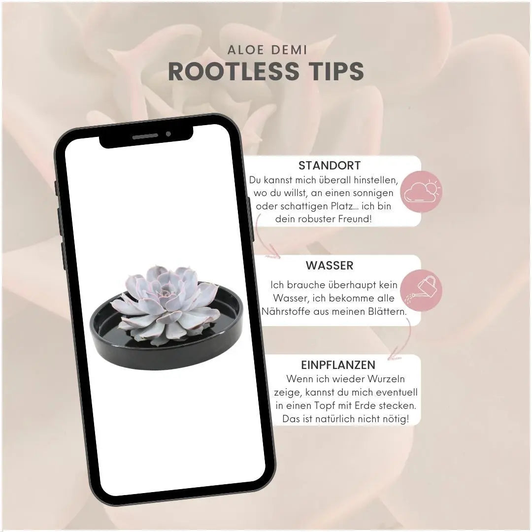 ROOTLESS Echeveria Lilacina im Premium-Set: Monatelange Freude ohne Gießen 🌸✨ - ES+ Everspring