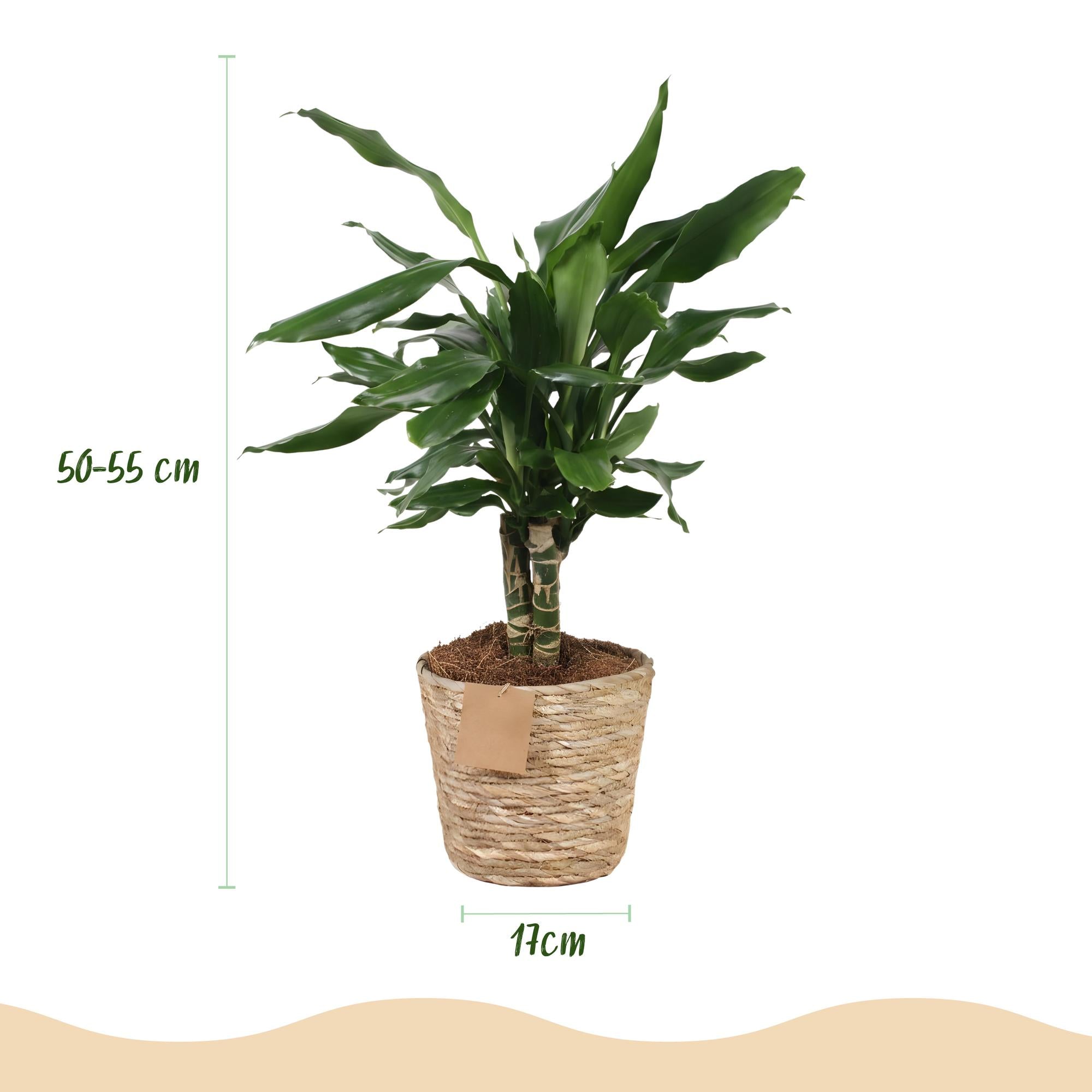 Dracaena fragrans Steudneri (Drachenblutbaum) im Korb – Die ultimative Pflegeleicht-Zimmerpflanze 🐉🌿 - ES+